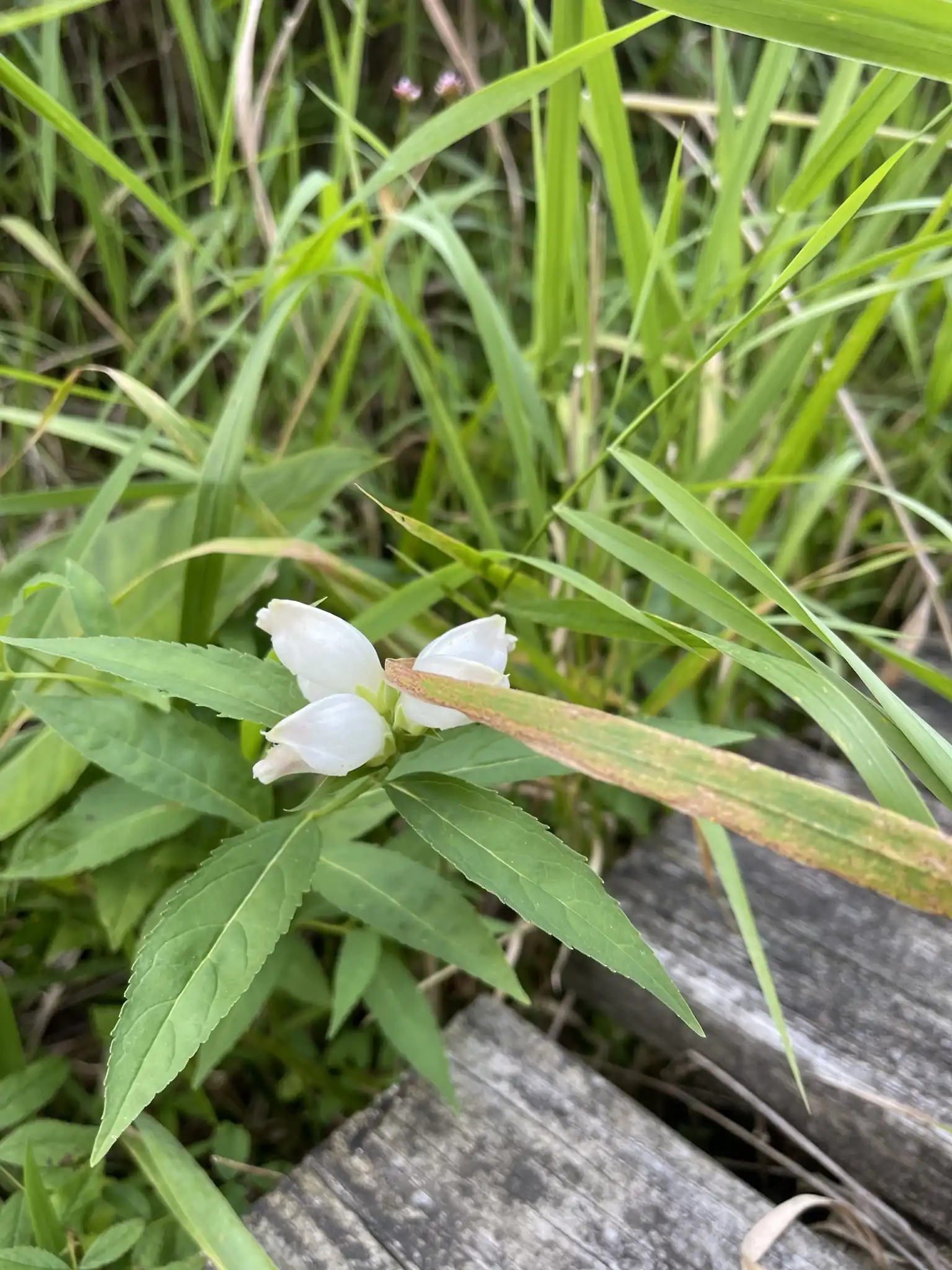White Turtlehead
