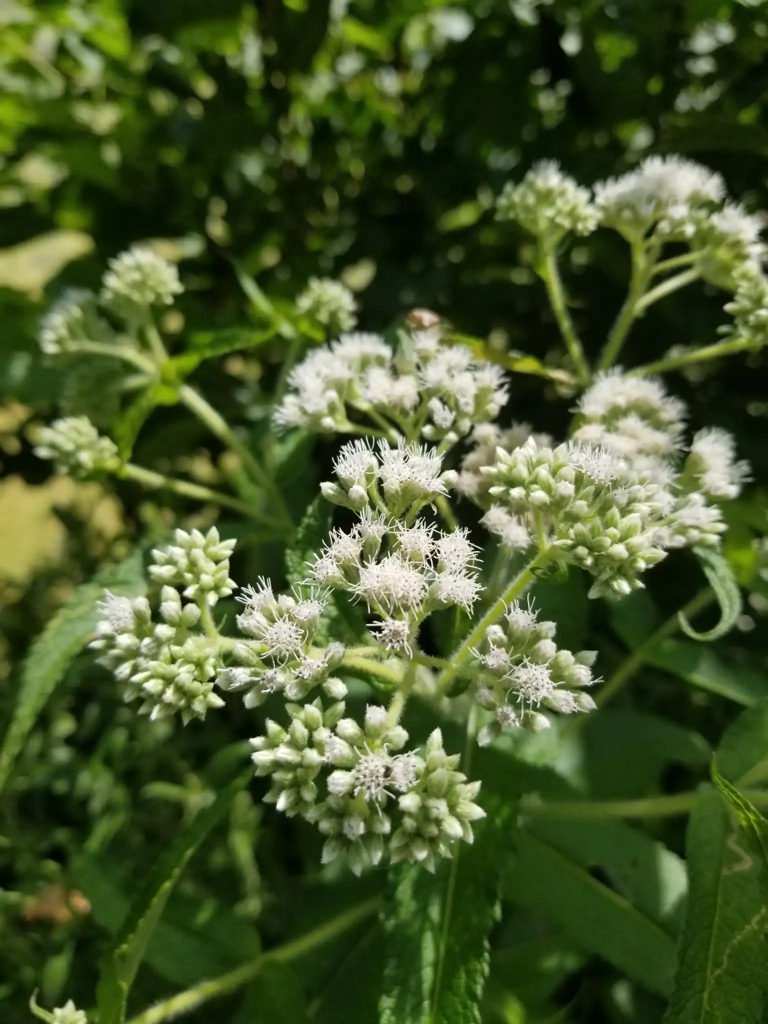 Boneset