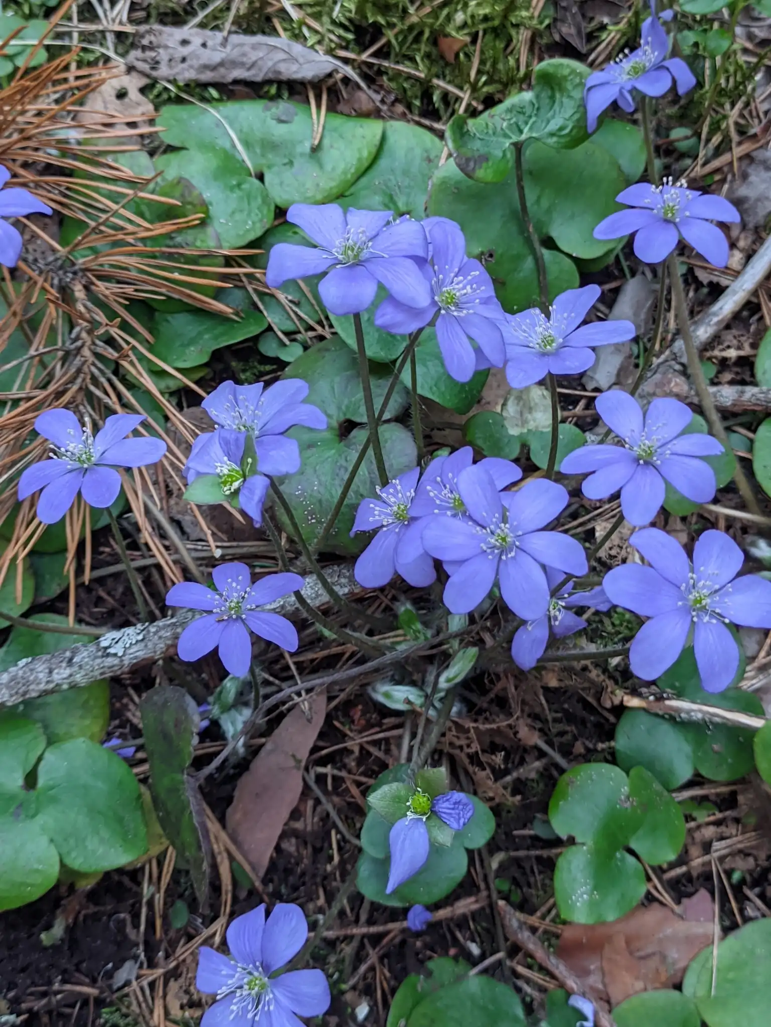 Liverleaf