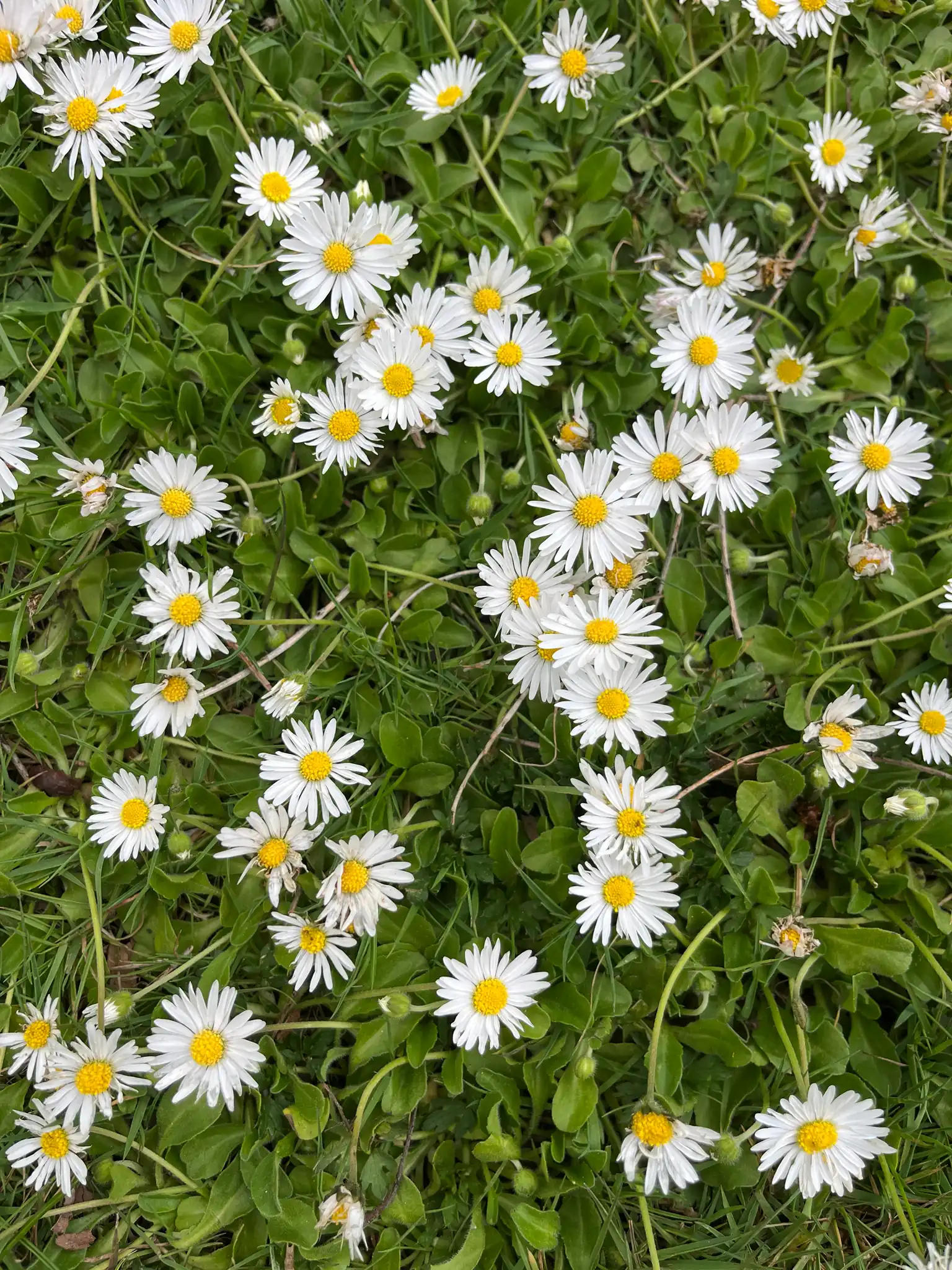 English Daisy