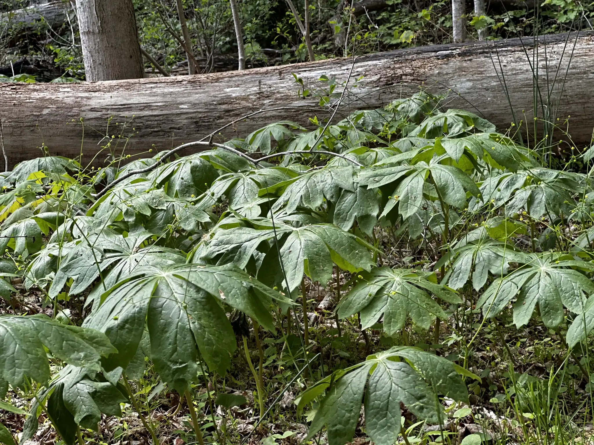Mayapple