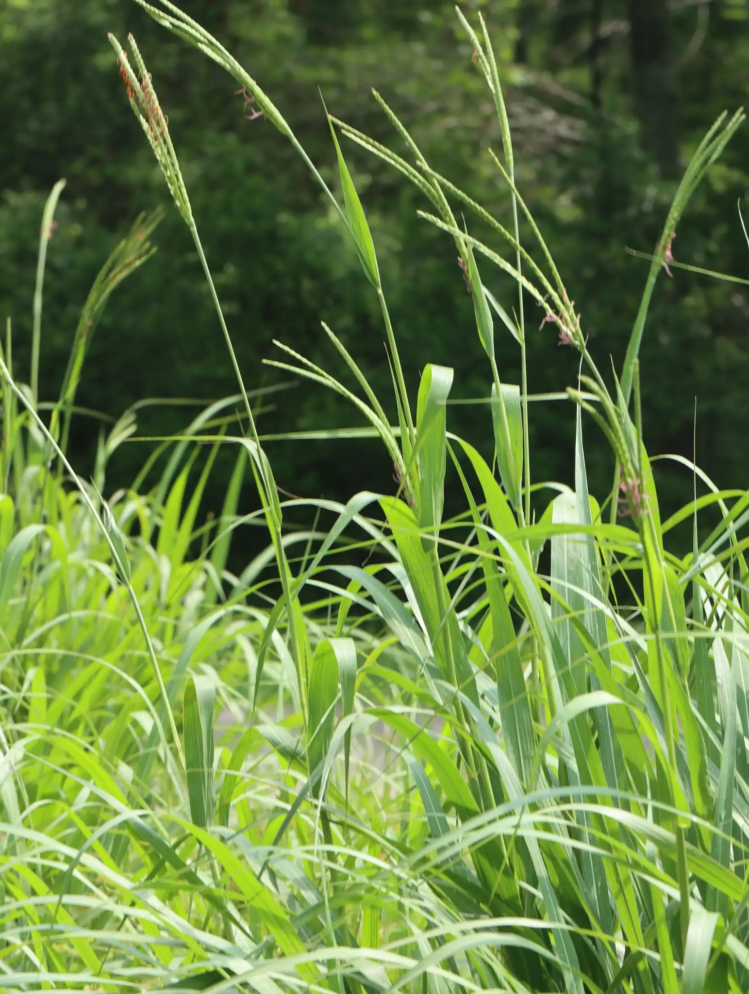 Eastern Gamagrass