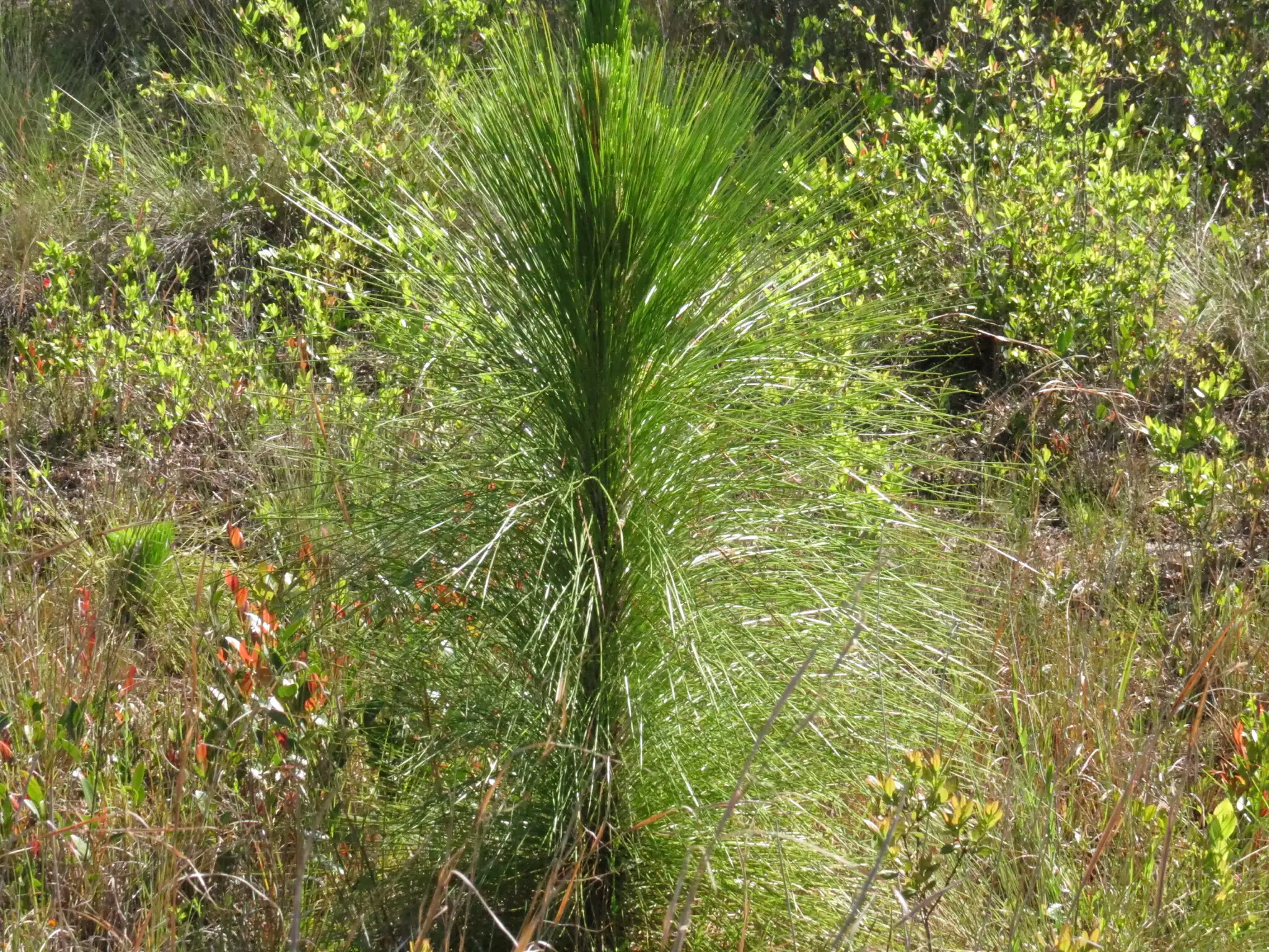 Longleaf Pine