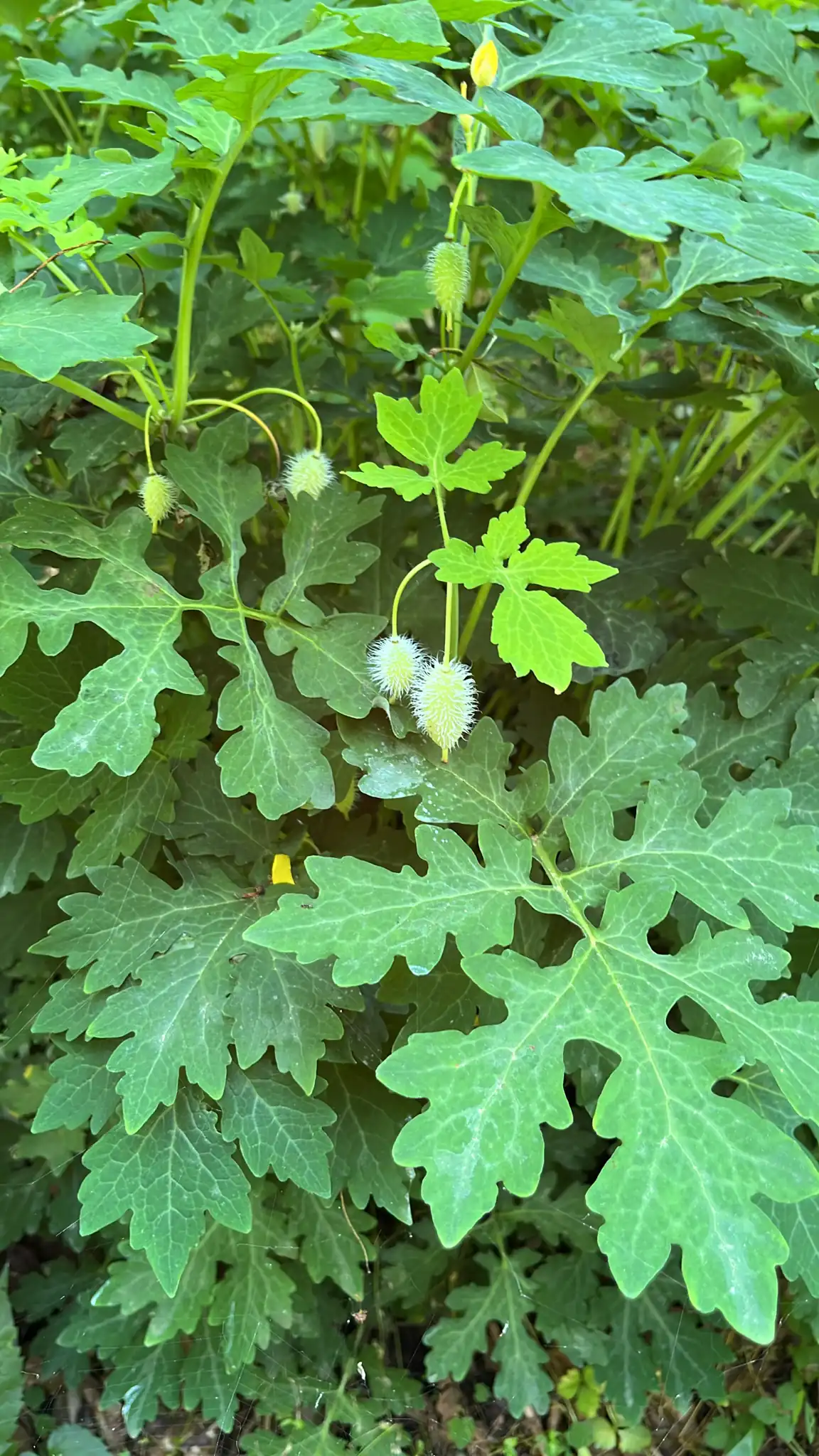 Celandine Poppy