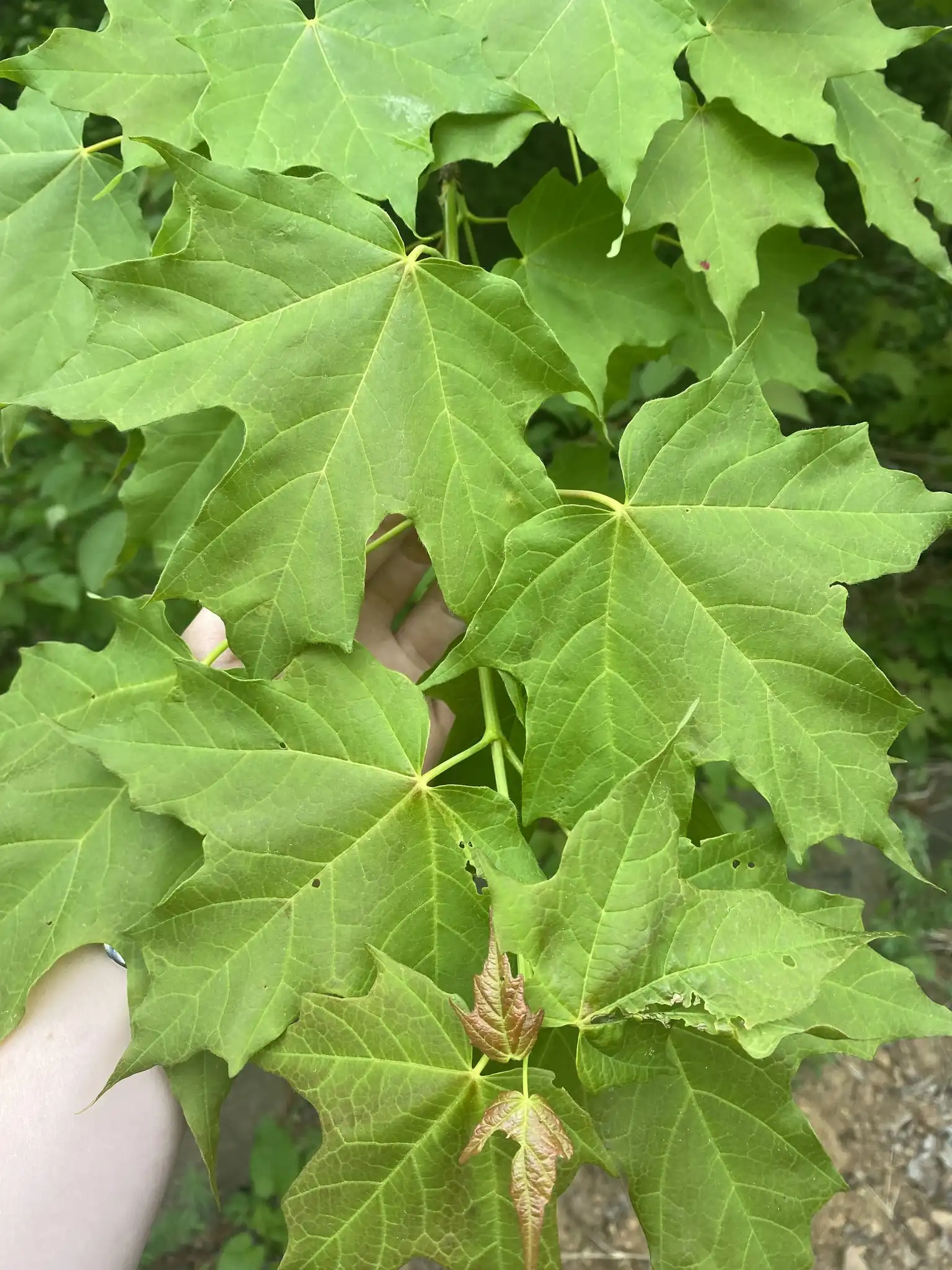 Sugar Maple