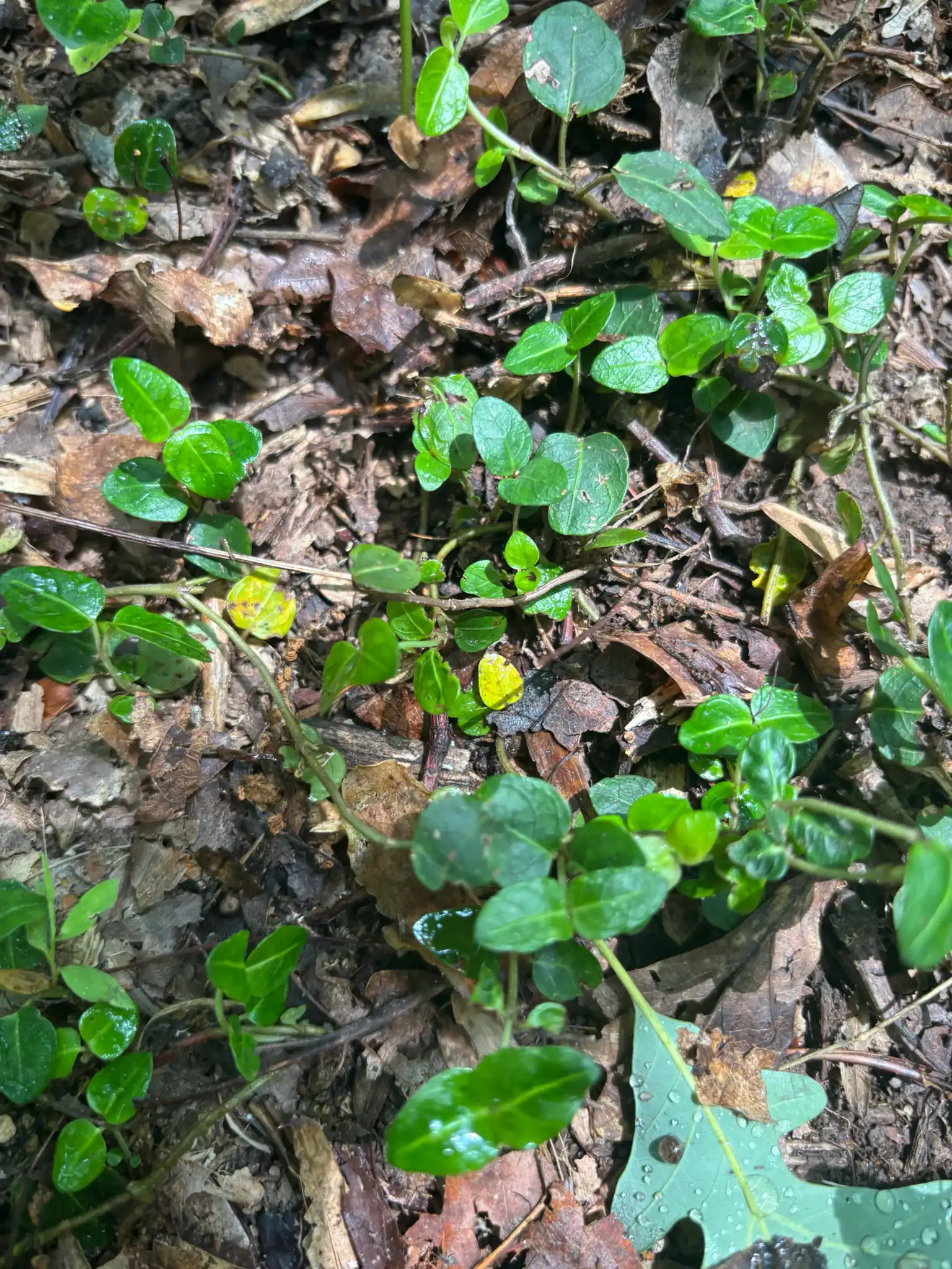 Partridgeberry