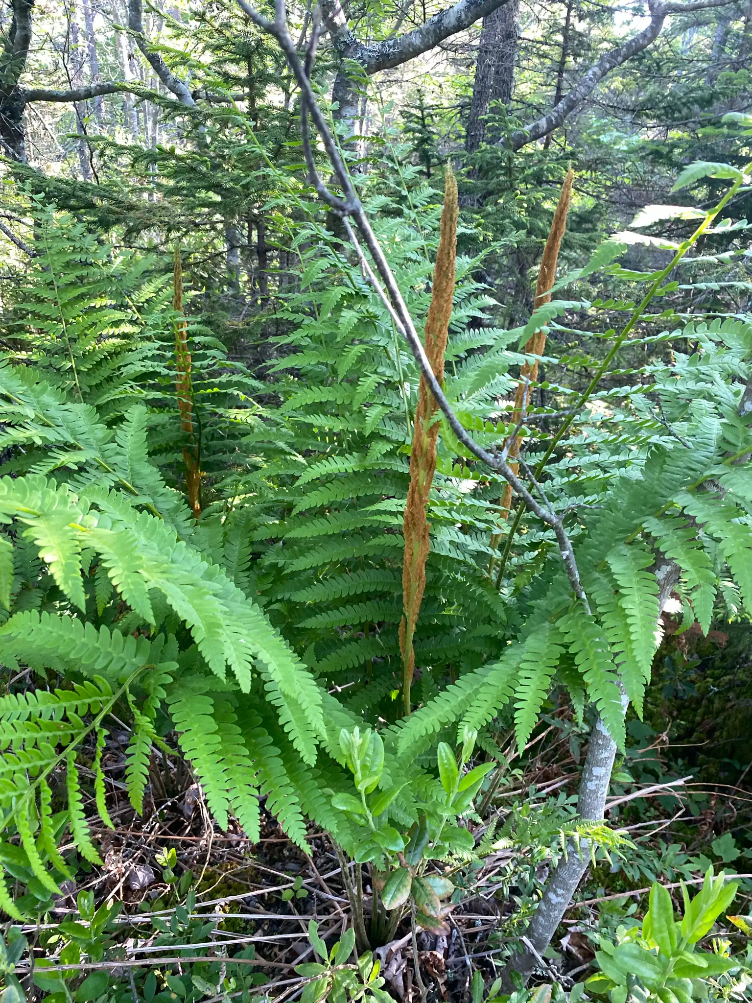 Cinnamon Fern