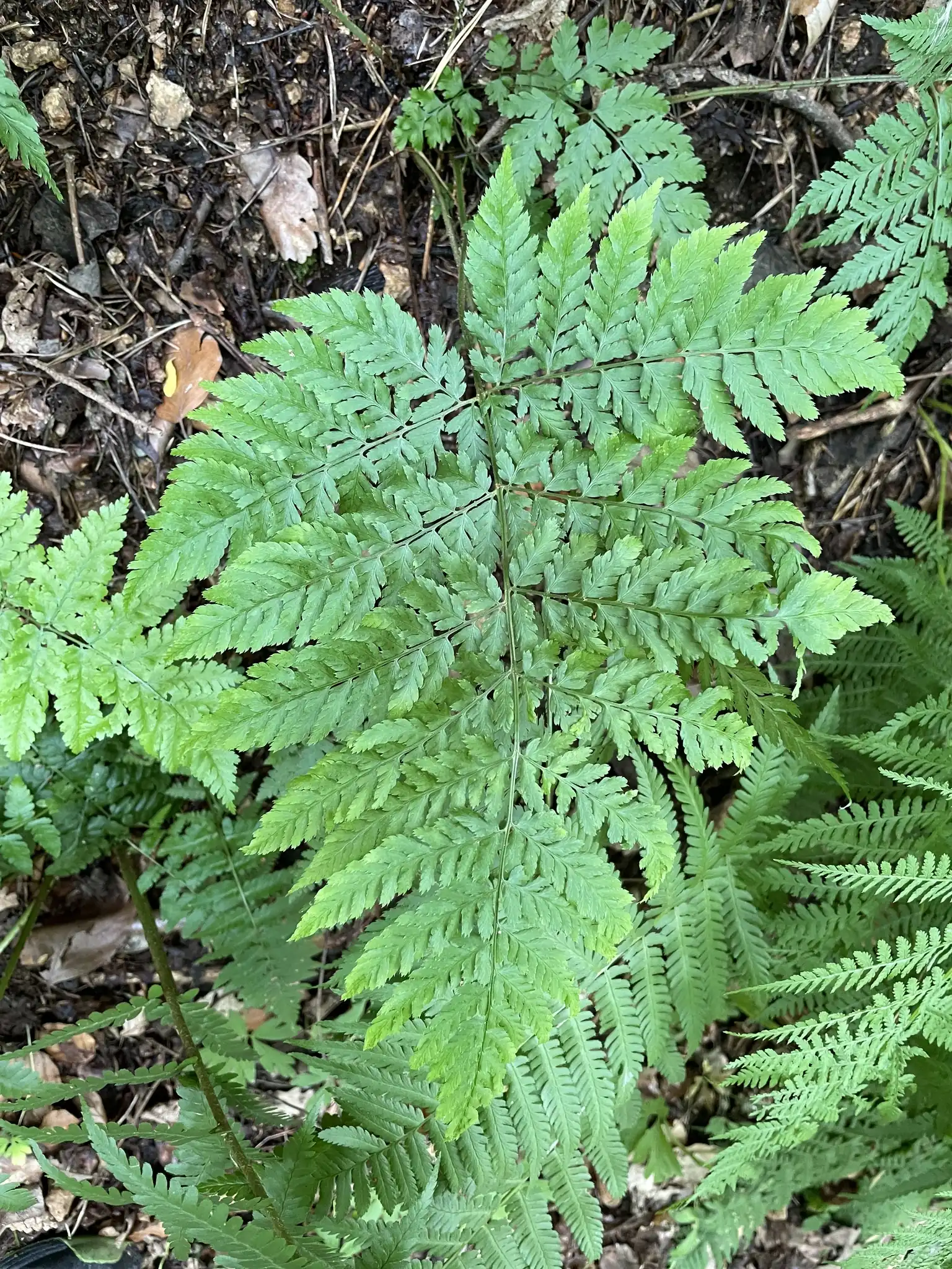 Broad Buckler Fern