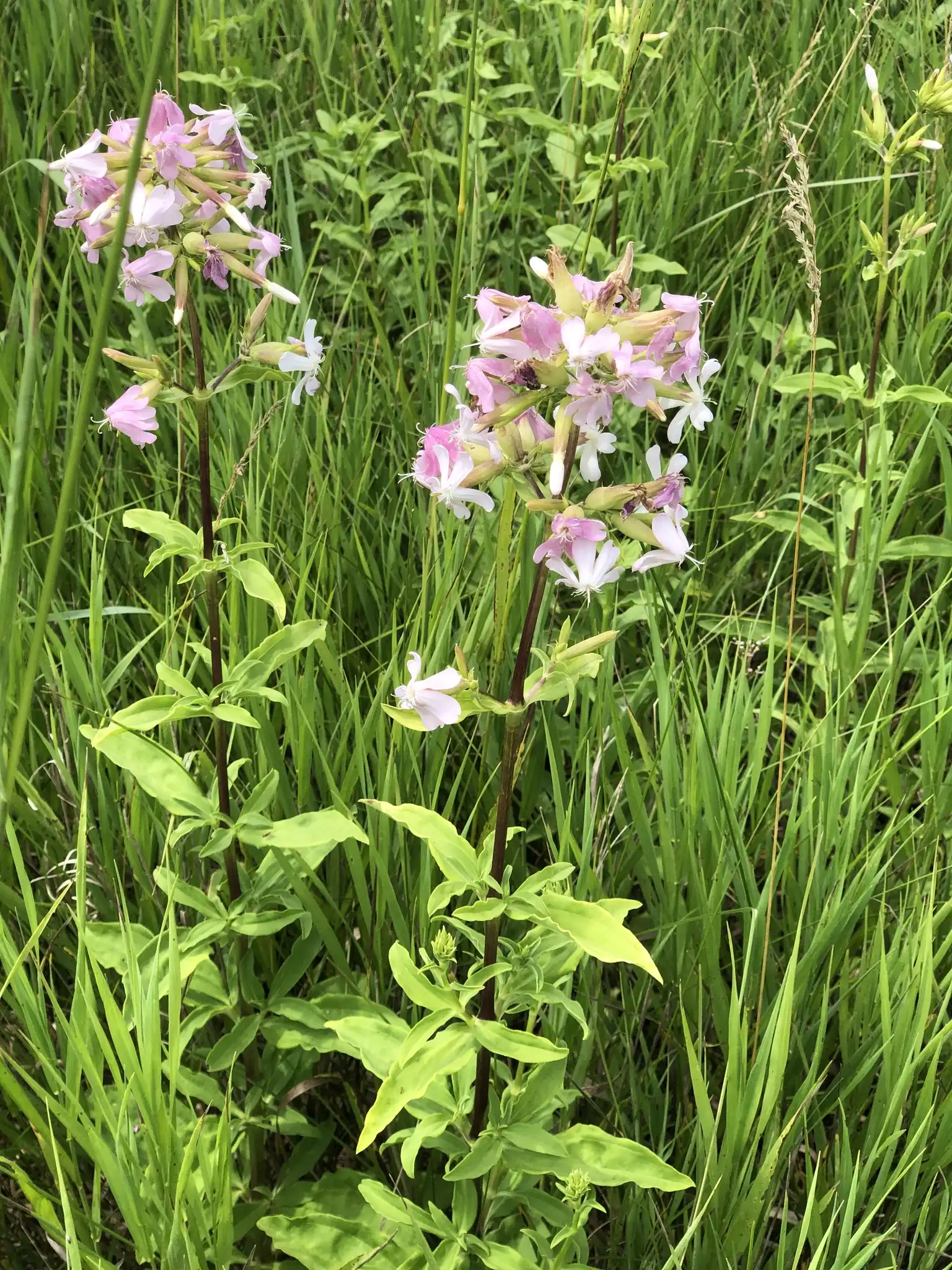 Soapwort