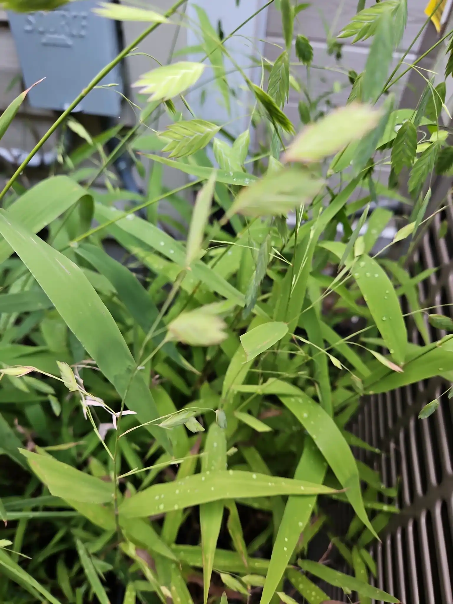 Northern Sea Oats