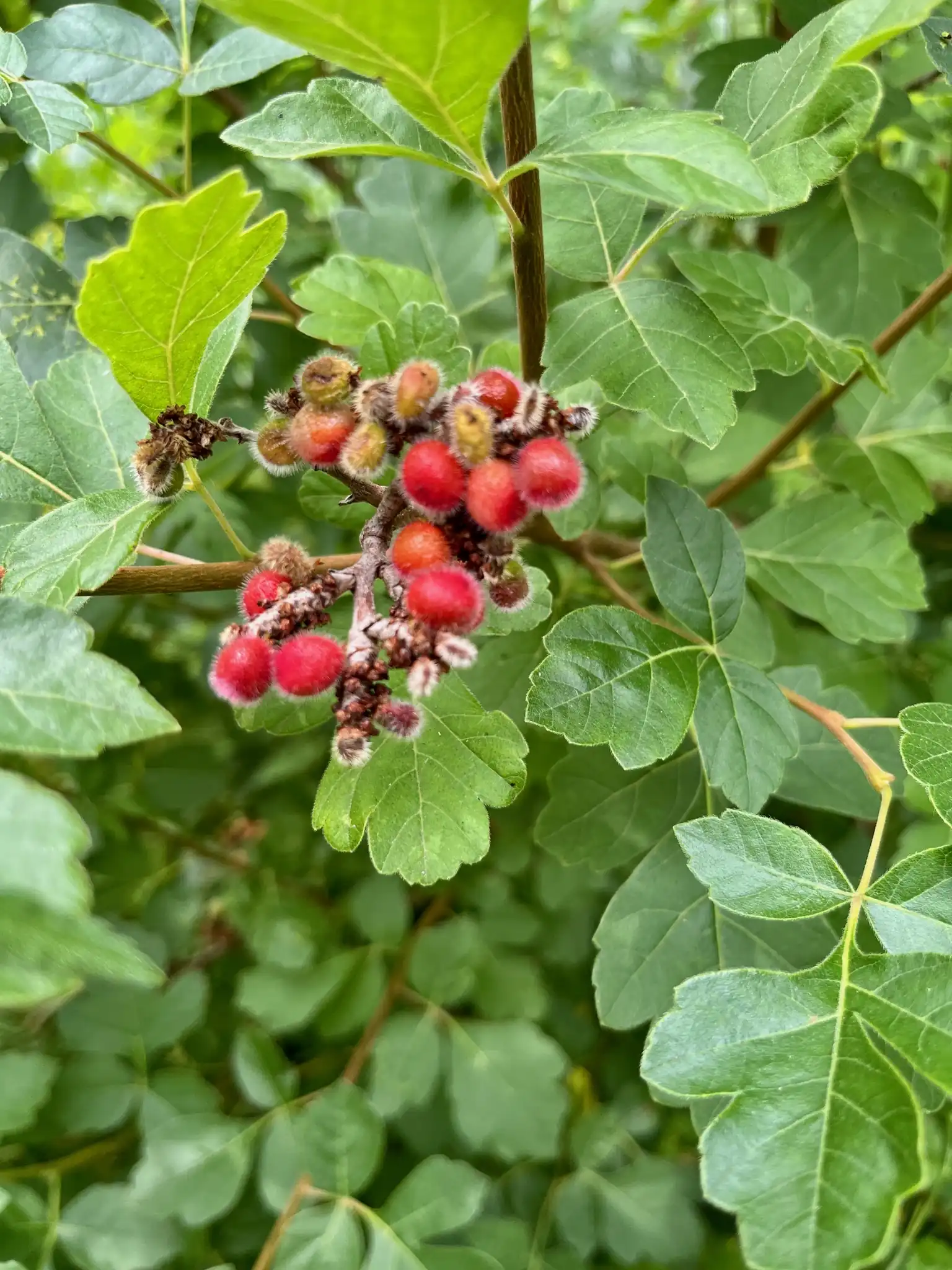 Fragrant Sumac