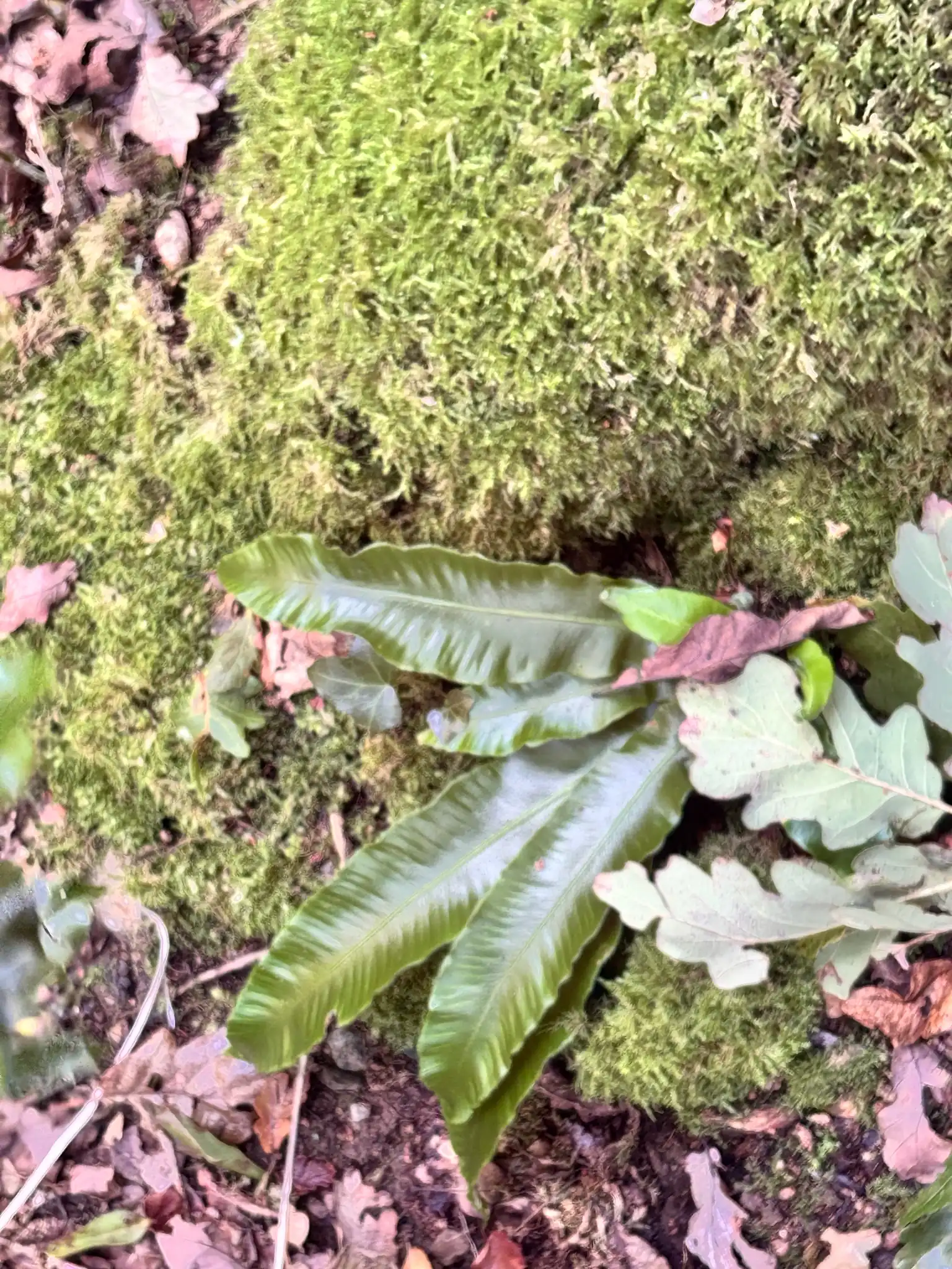 Hart's Tongue Fern