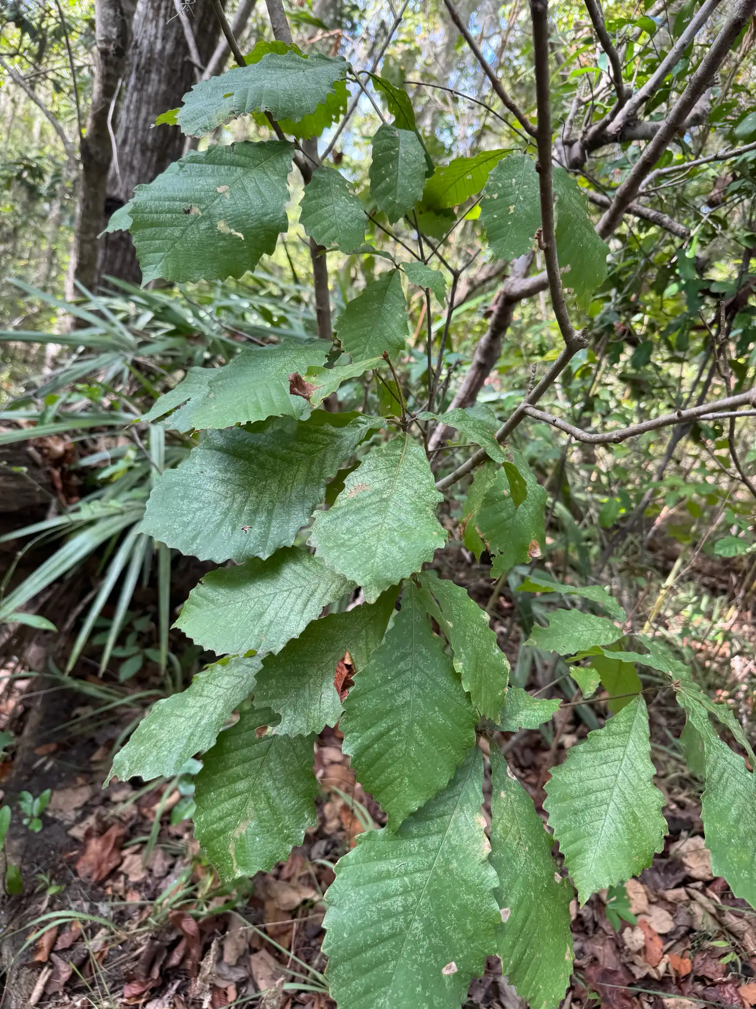 Swamp Chestnut Oak