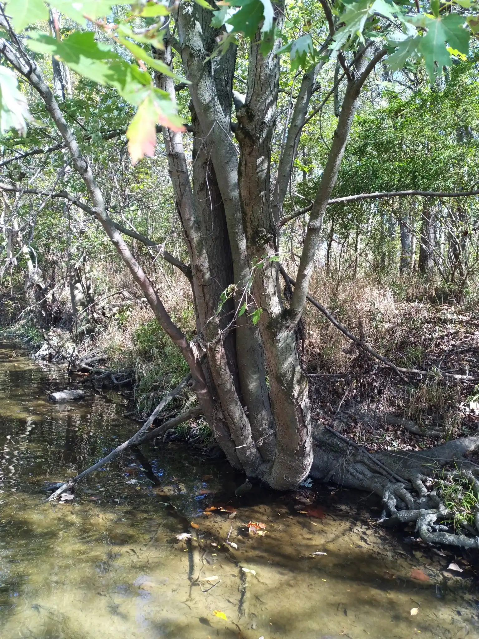 Silver Maple