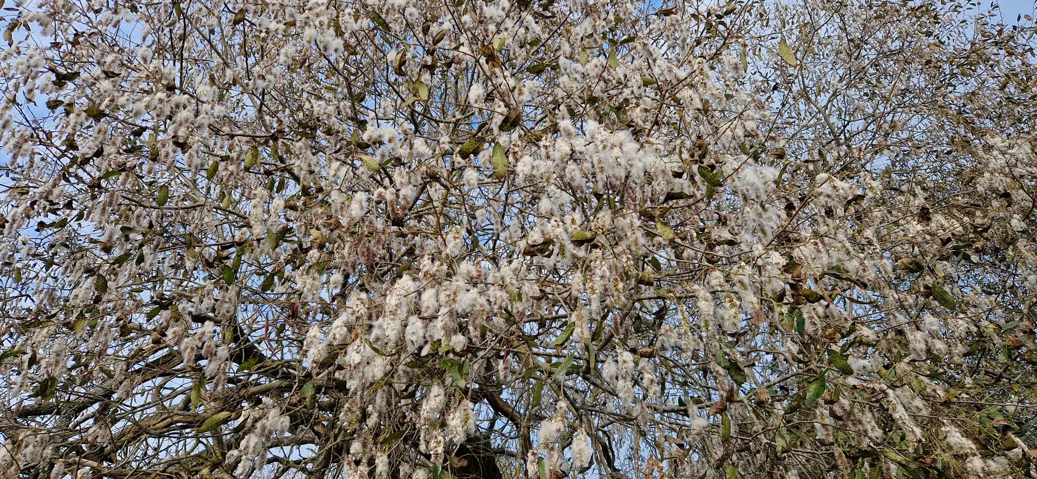 Weeping Pussy Willow