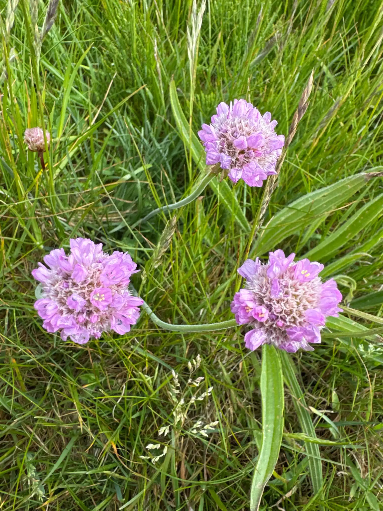 Sea Thrift