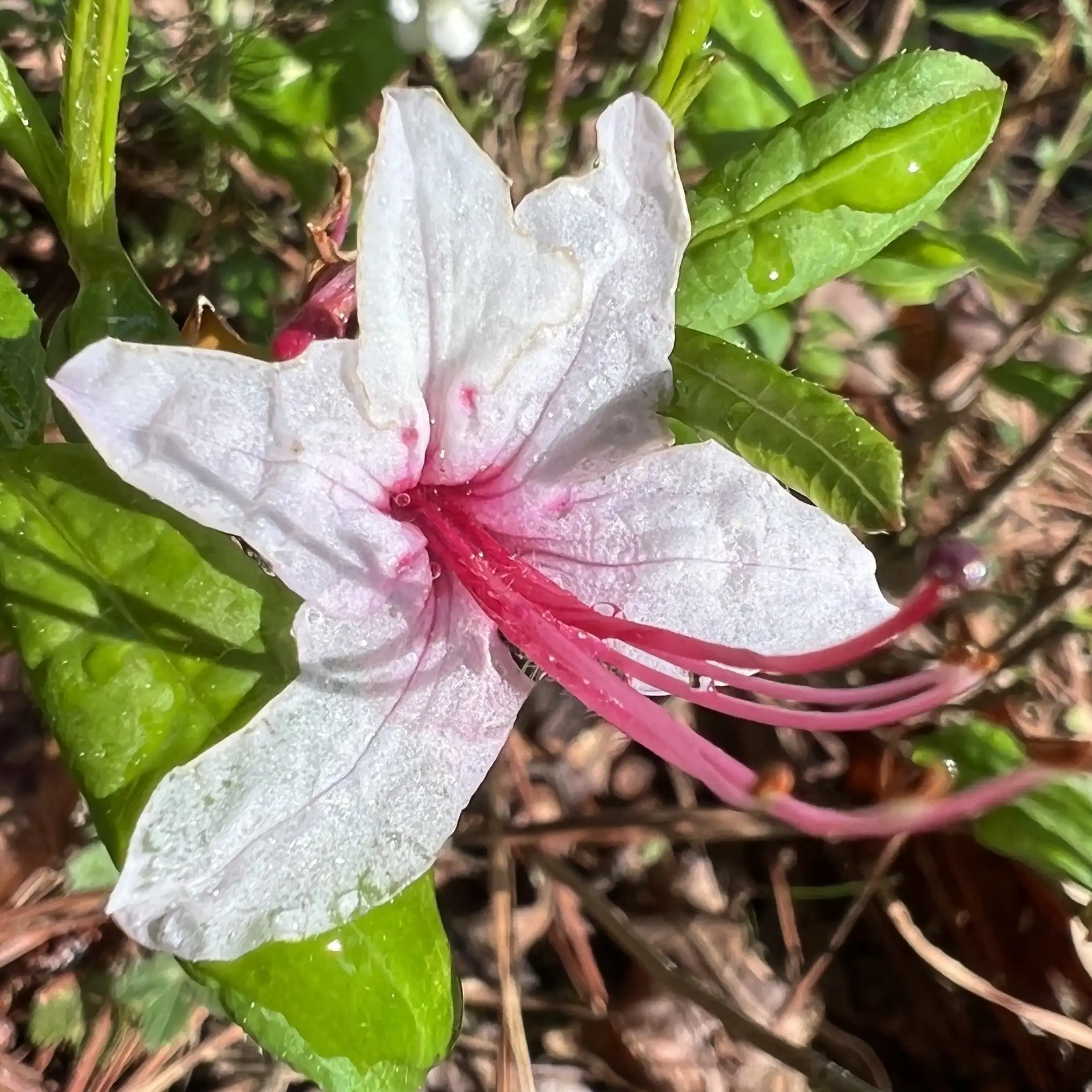 Pinxterbloom Azalea