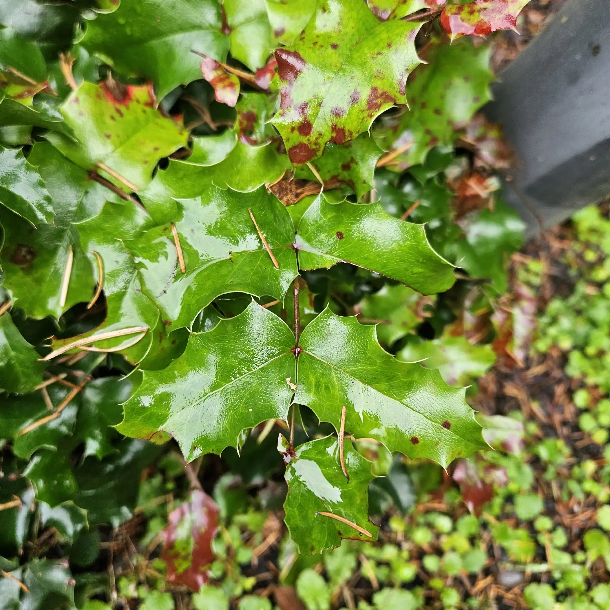 Oregon Grapeholly
