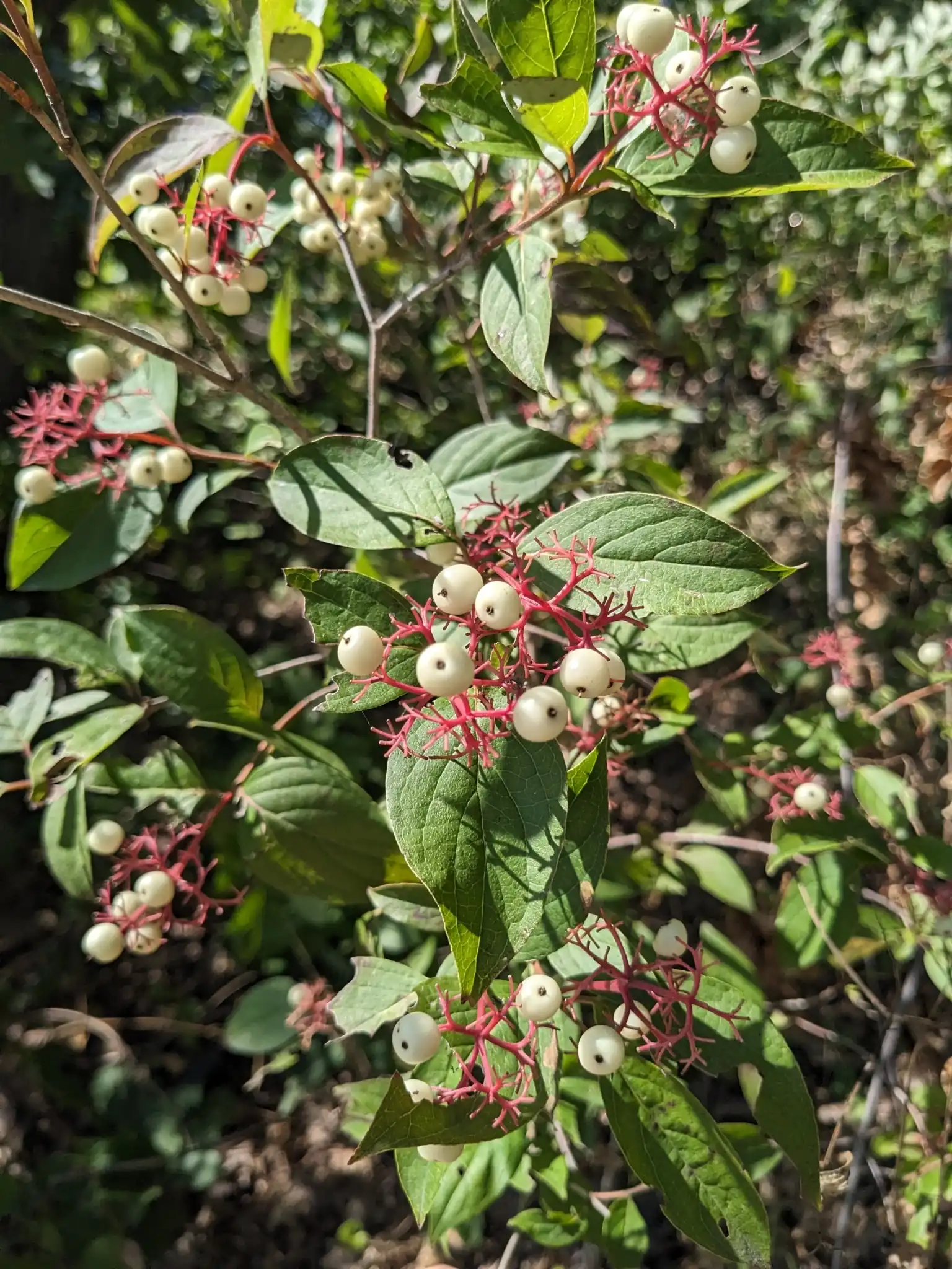 Gray Dogwood