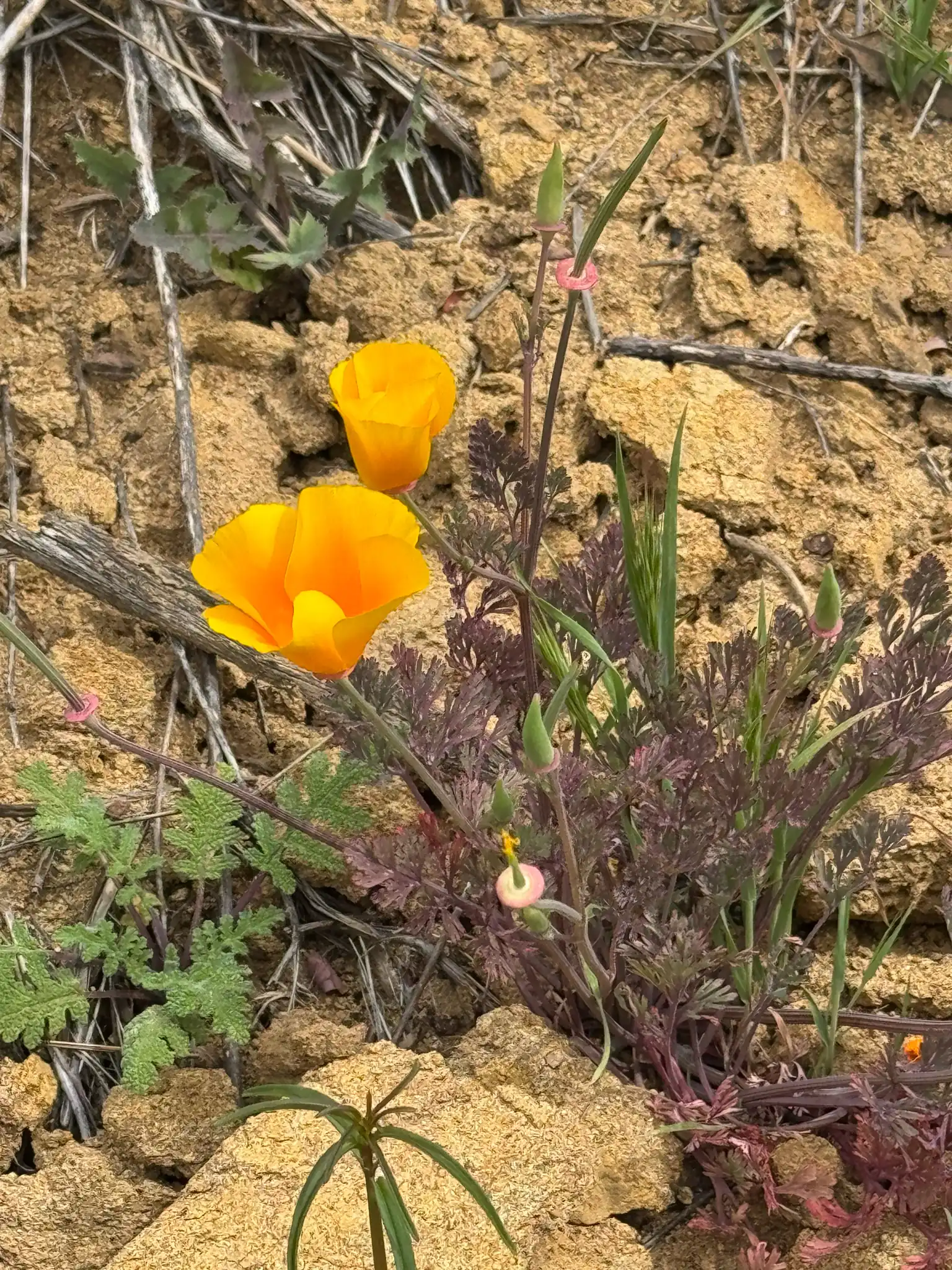 California Poppy