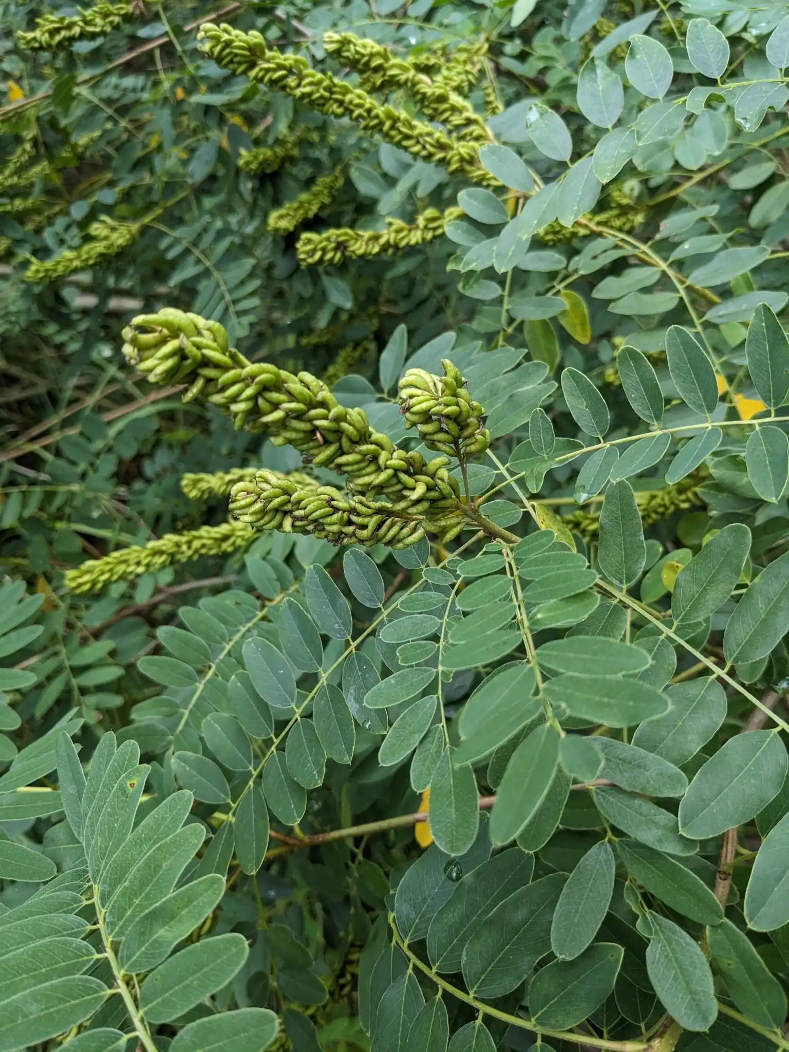 False Indigo Bush