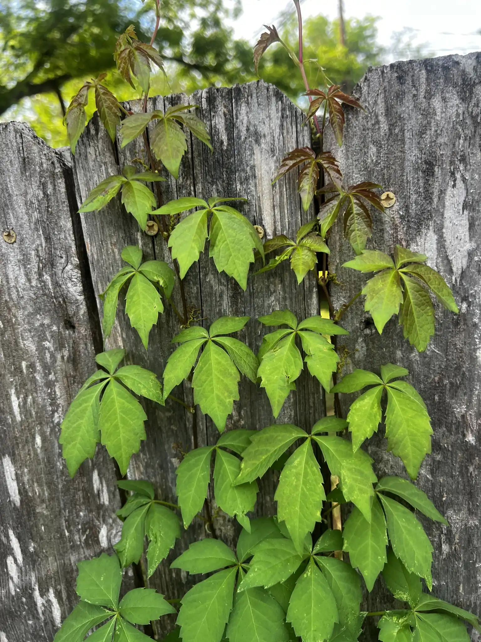 Virginia Creeper