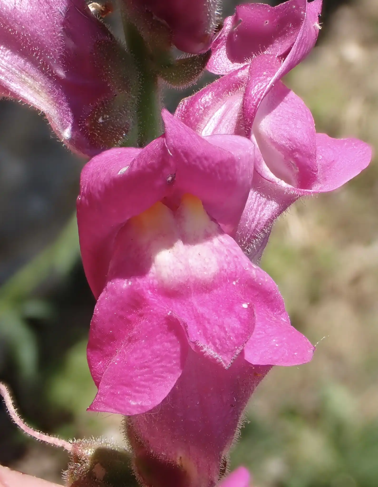 Snapdragon