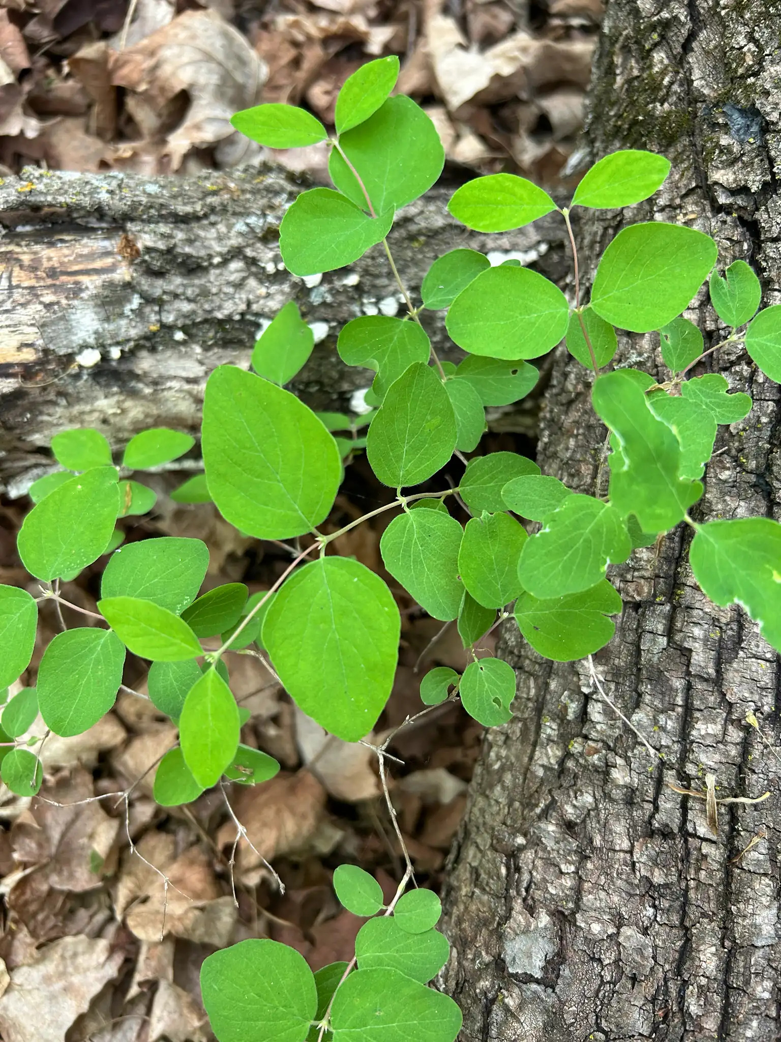 Snowberry