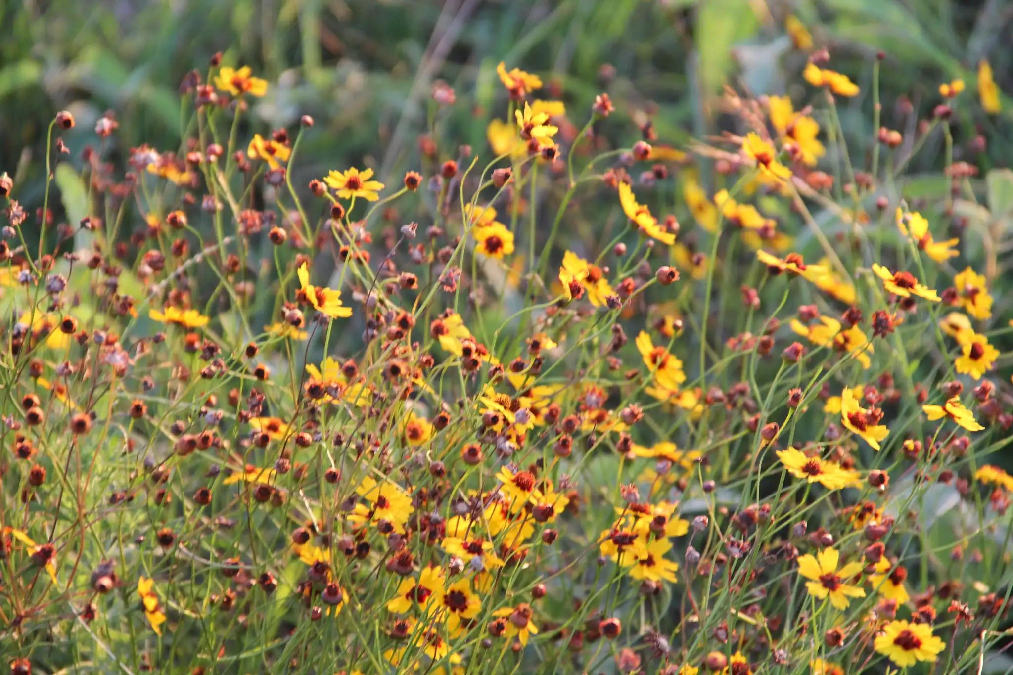 Plains Coreopsis Tickseed