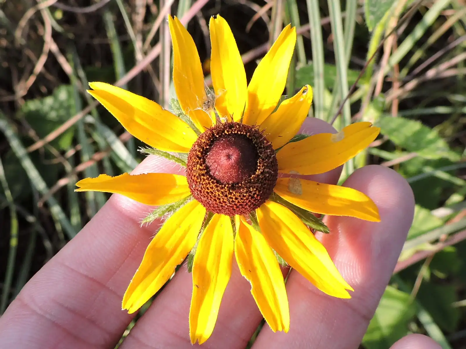 Black-eyed Susan