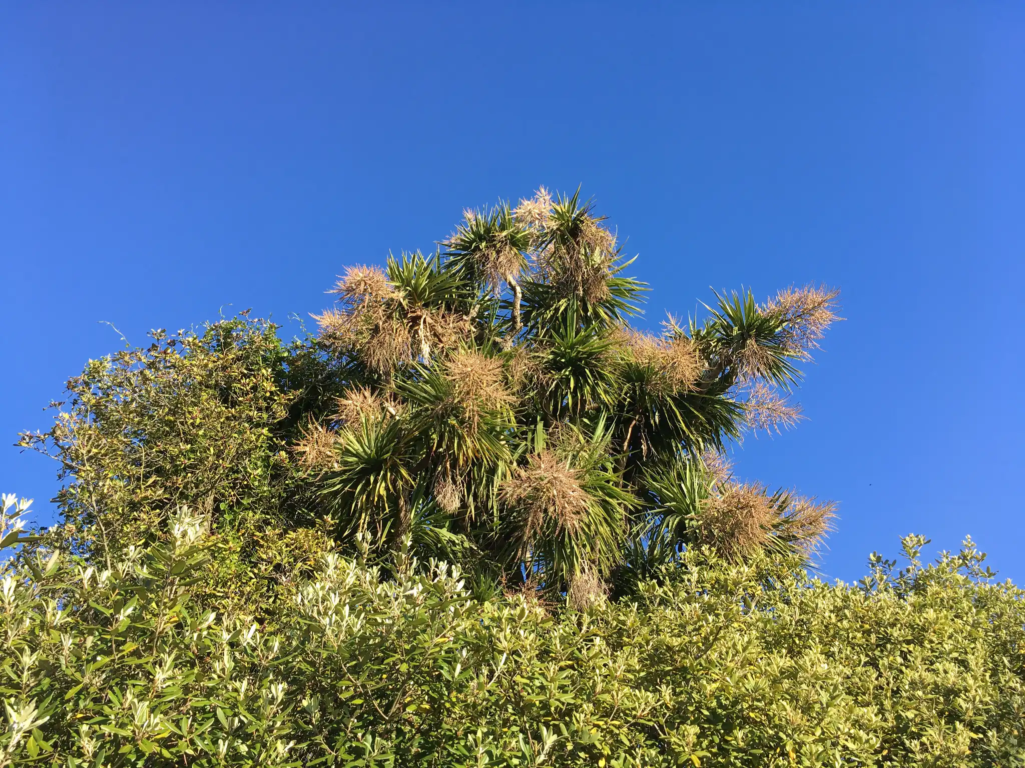 Cabbage Tree