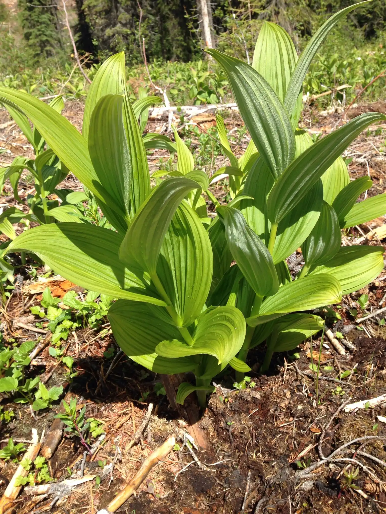 American False Hellebore