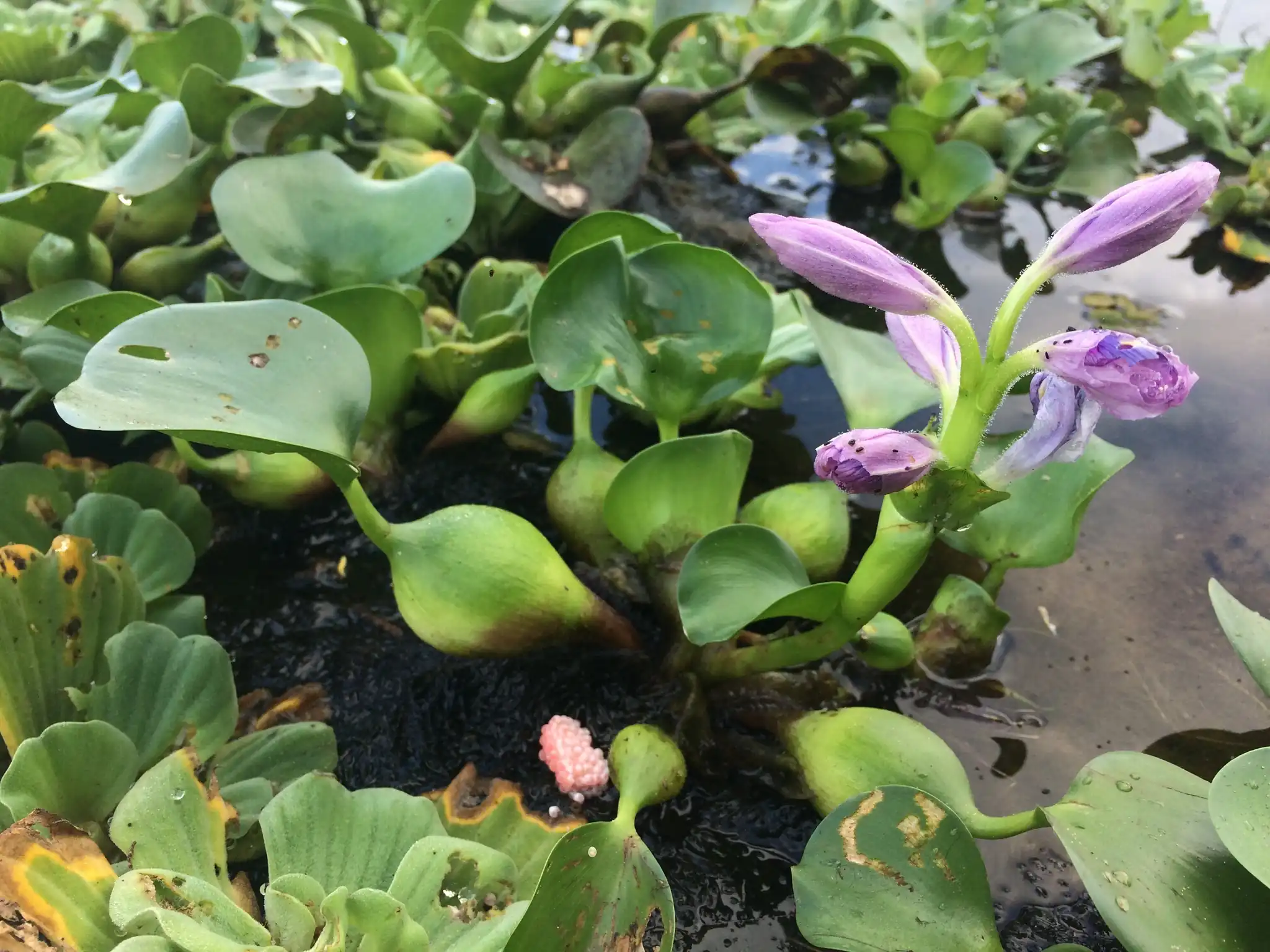 Water Hyacinth