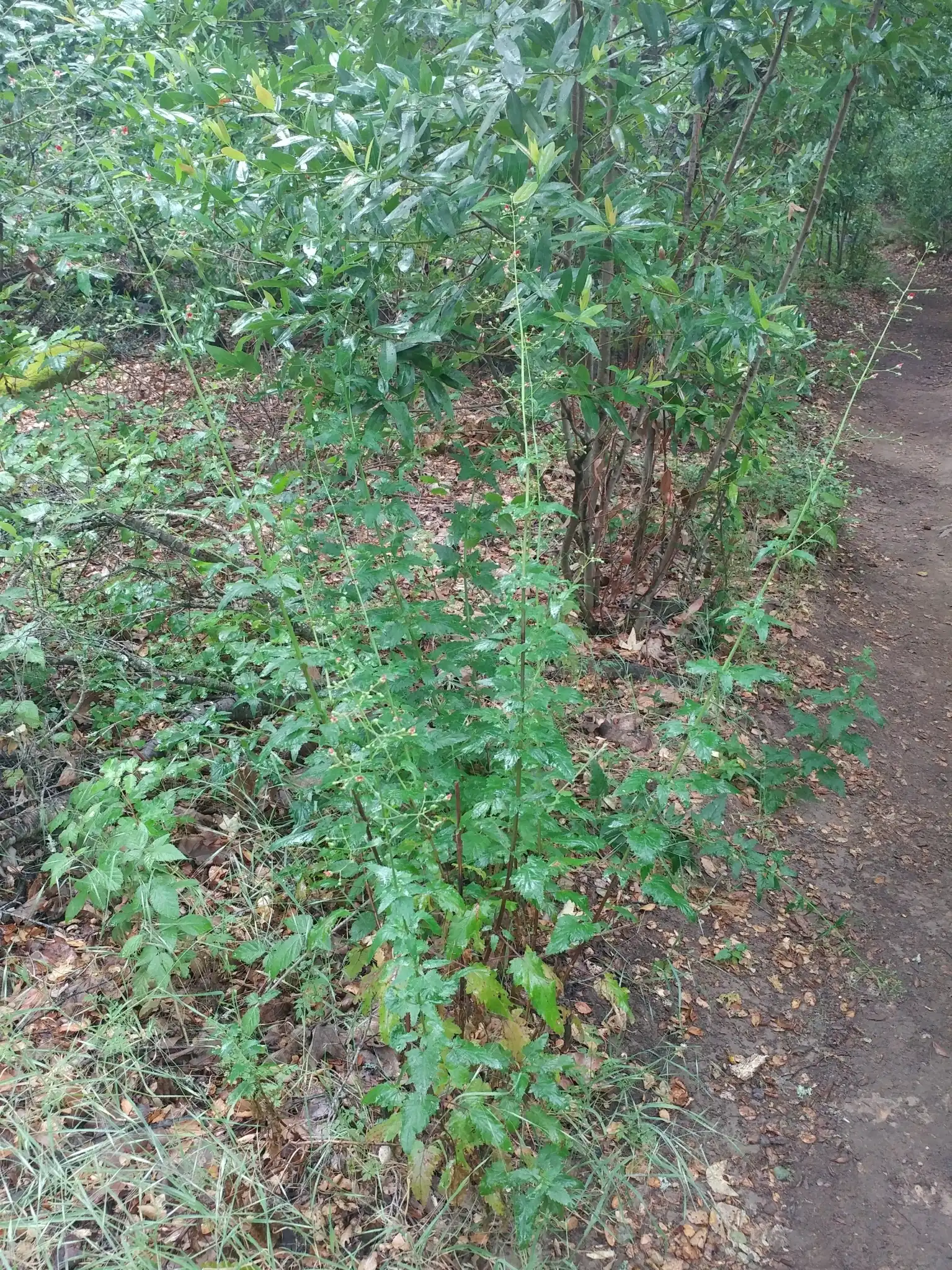 California figwort