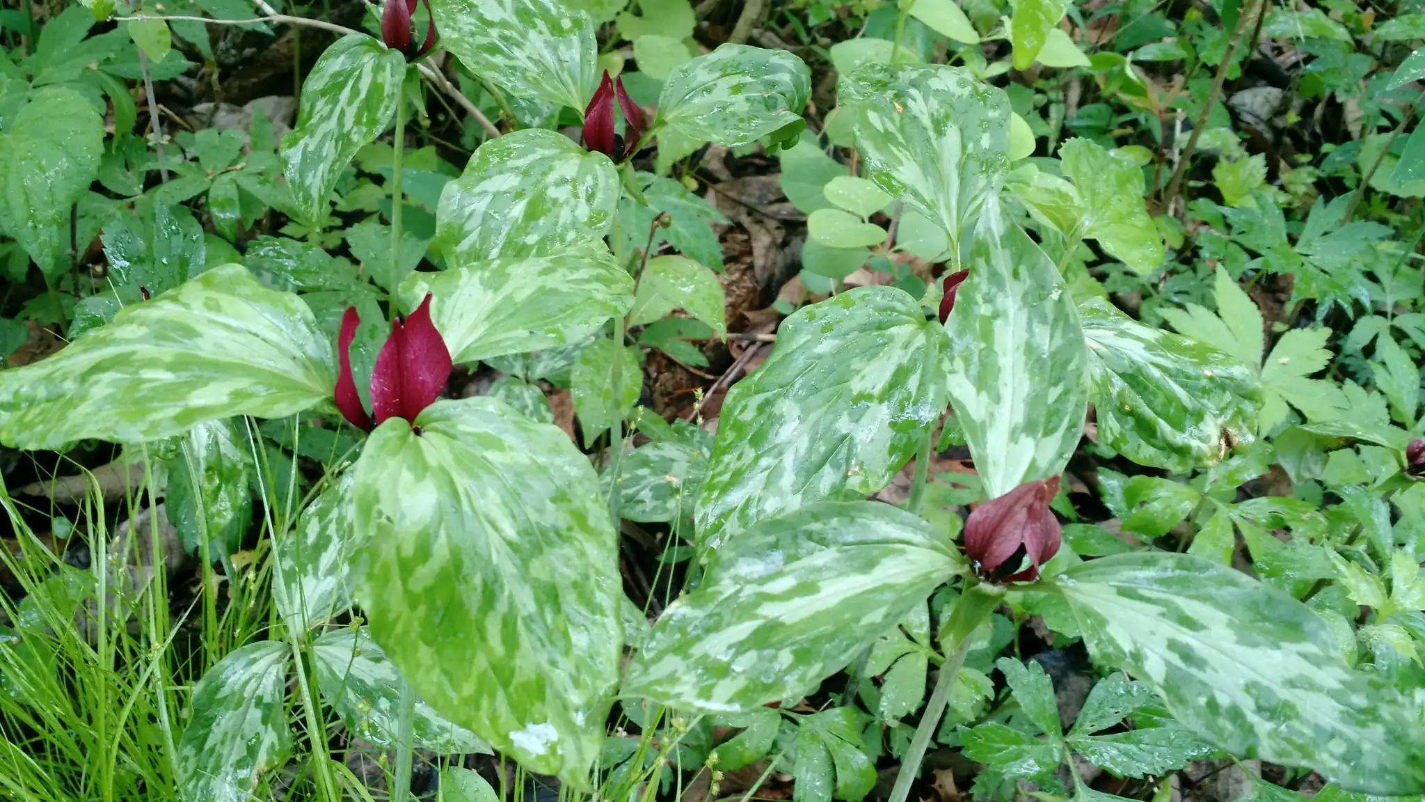 Prairie Trillium
