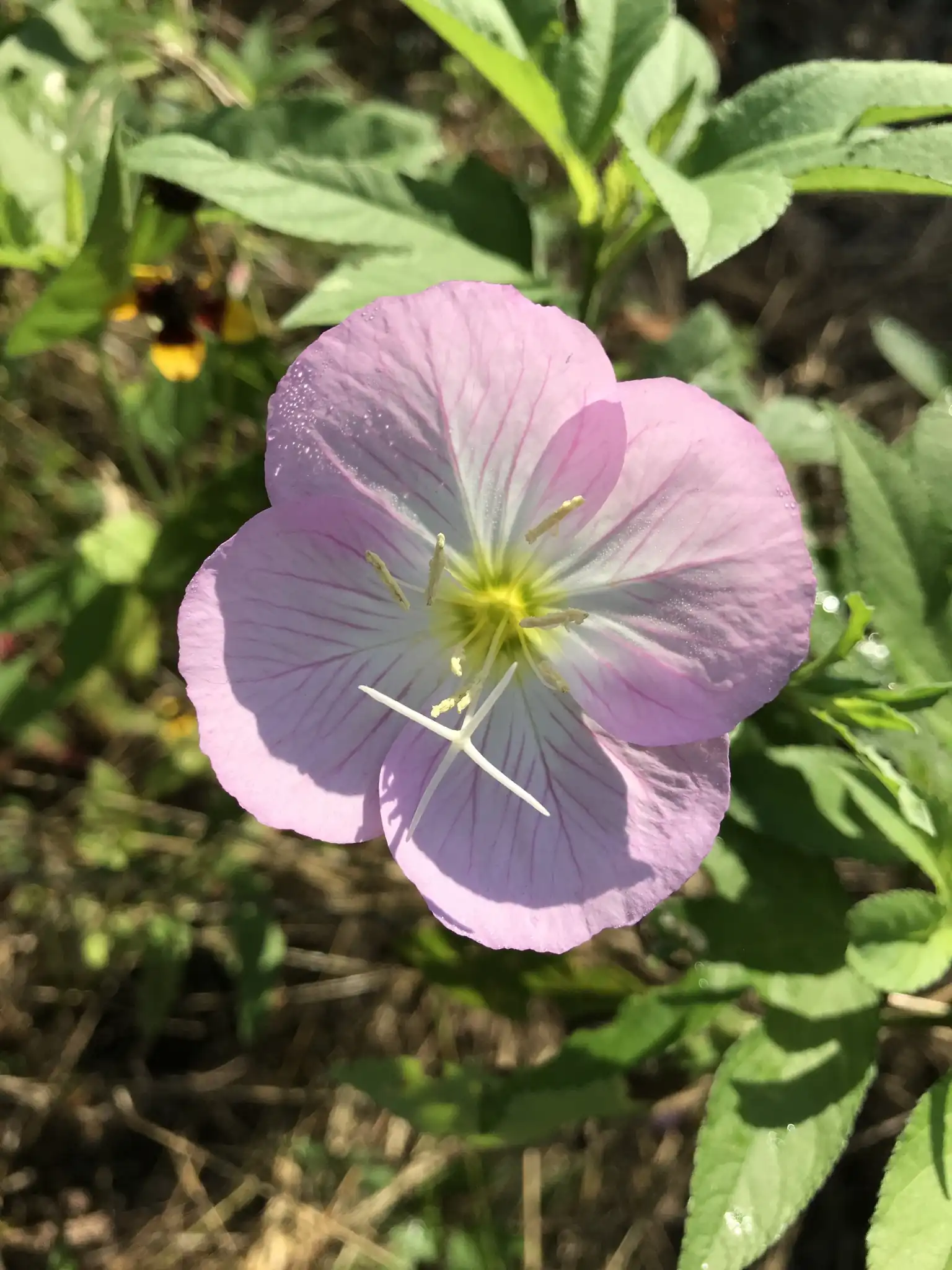 Pink Evening Primrose