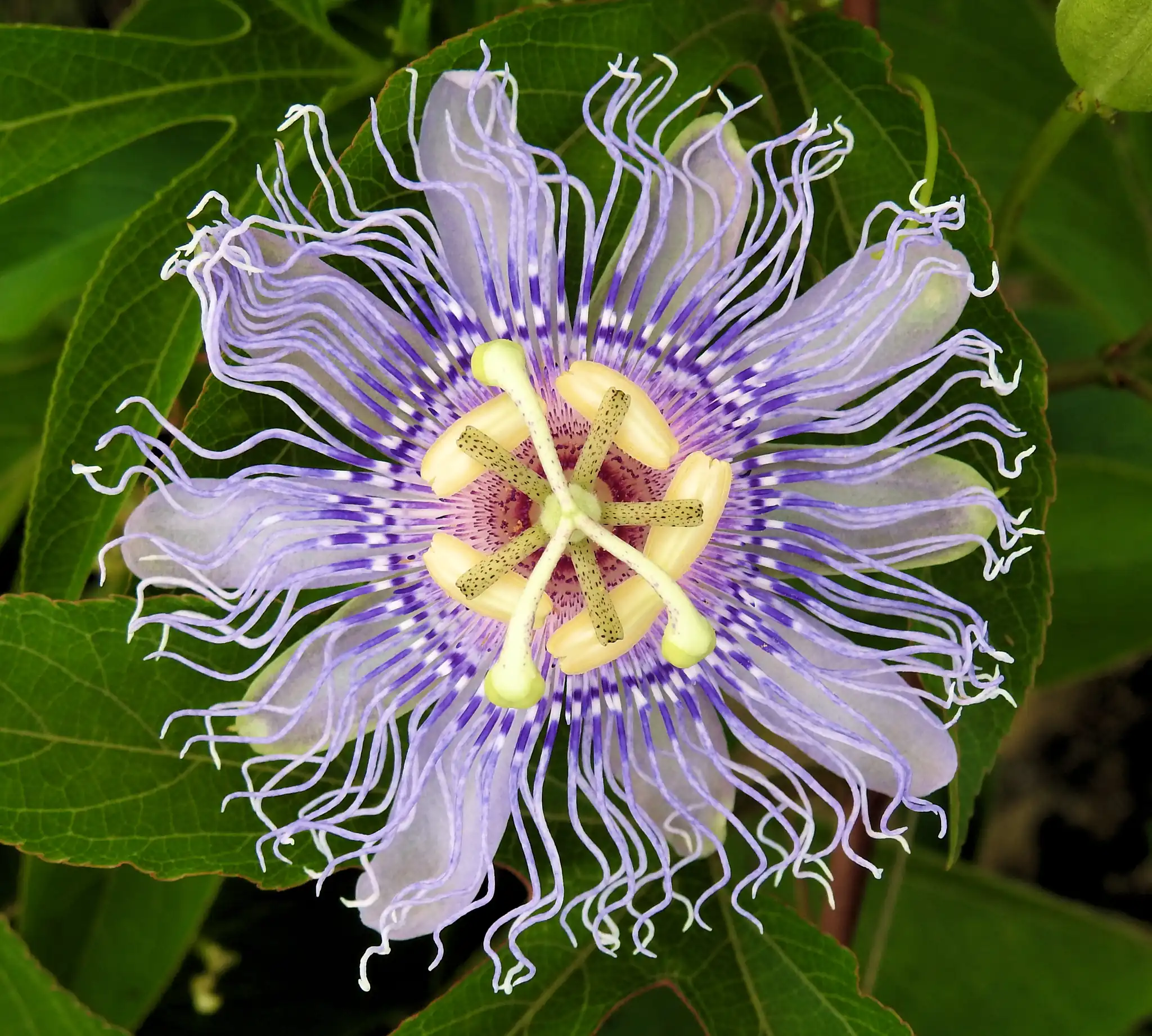Purple Passionflower