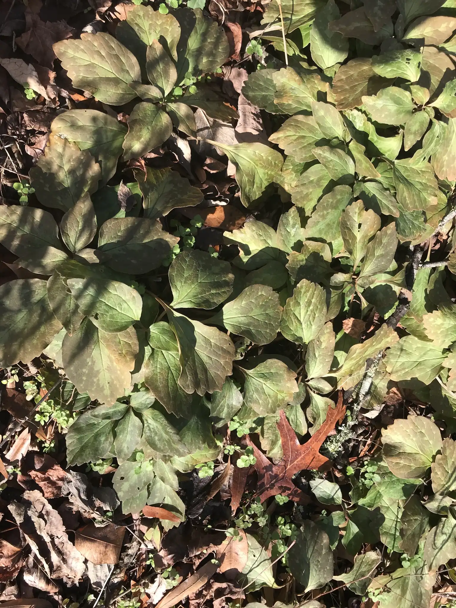 Japanese Spurge