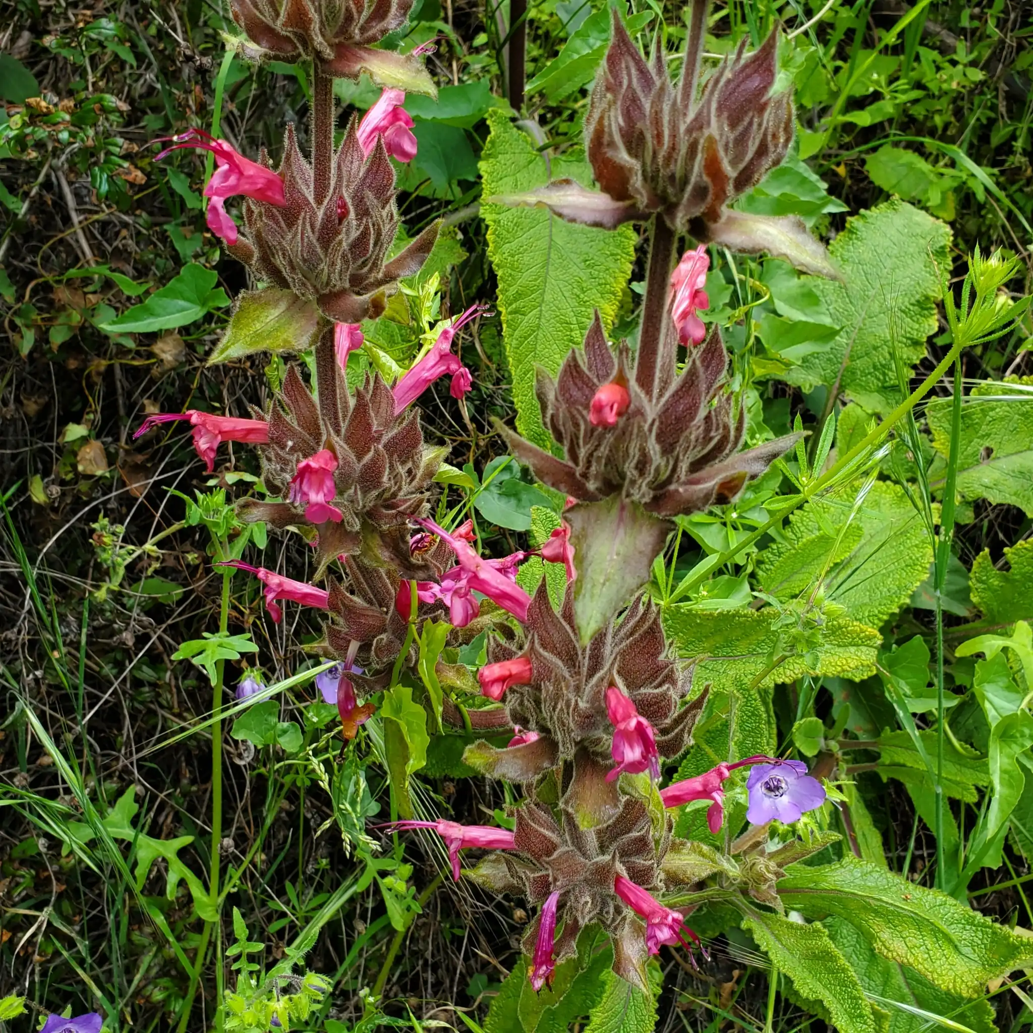 Hummingbird Sage