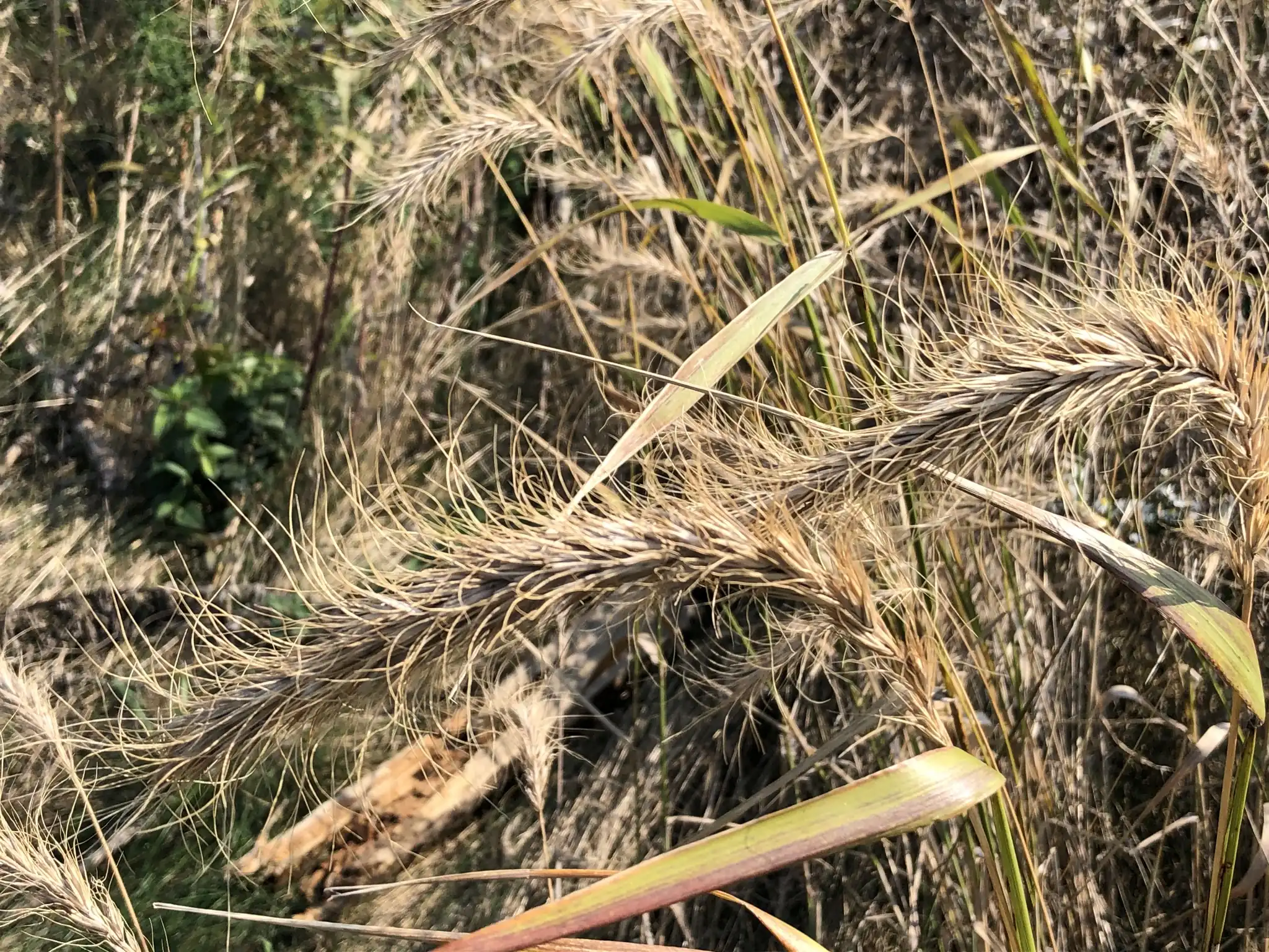 Canada Wild Rye