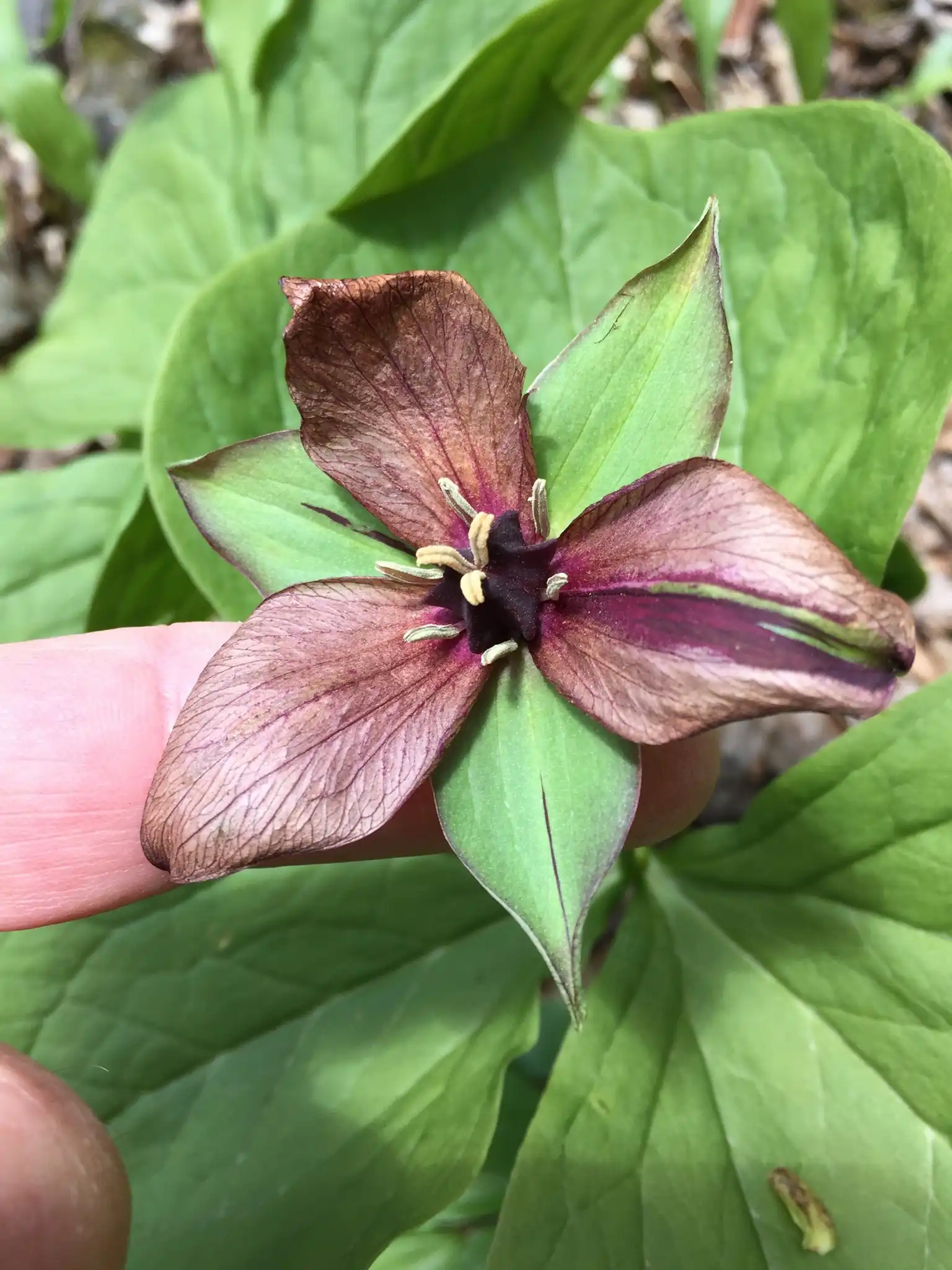 Red Trillium