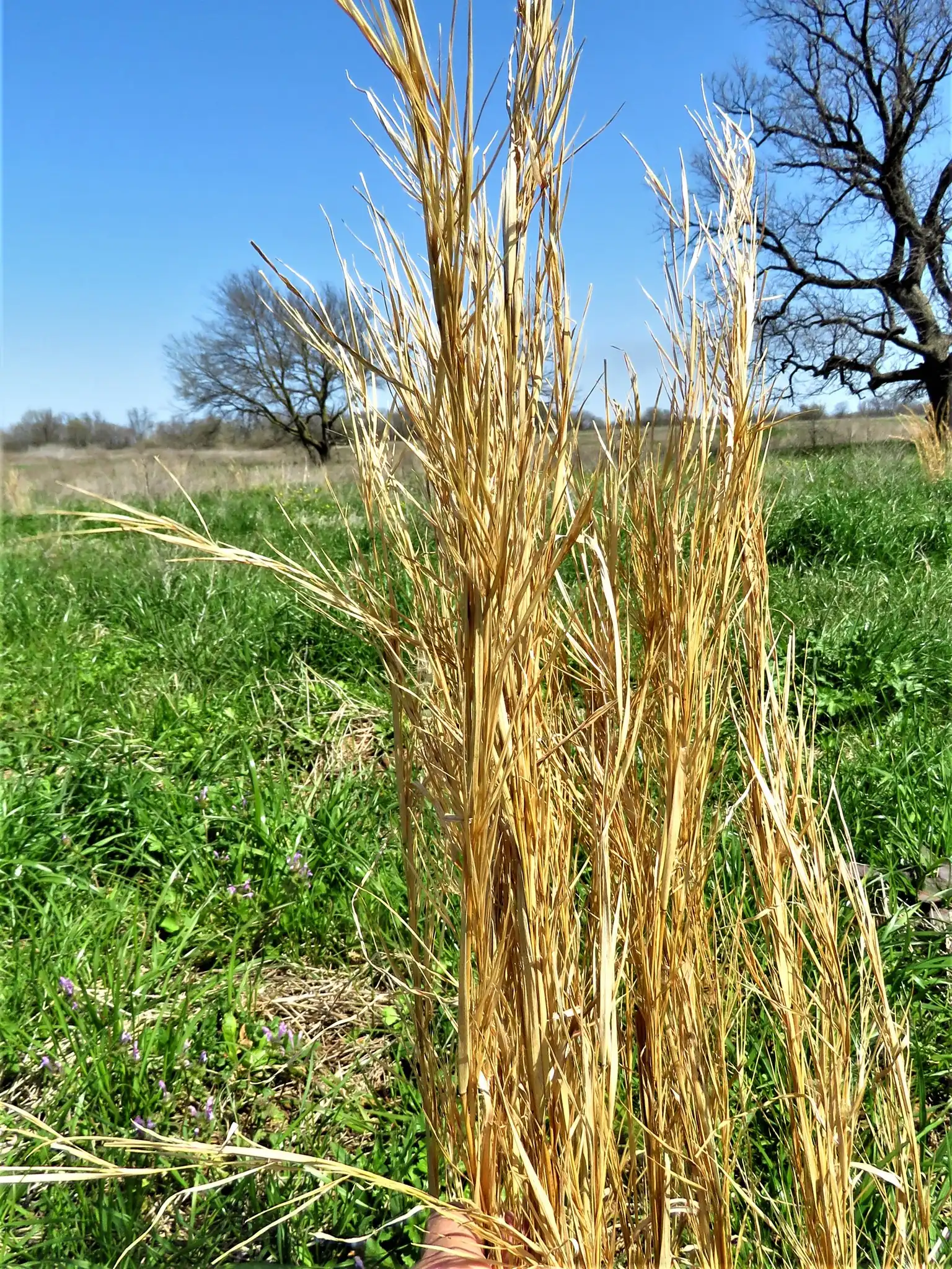 Broomsedge Bluestem