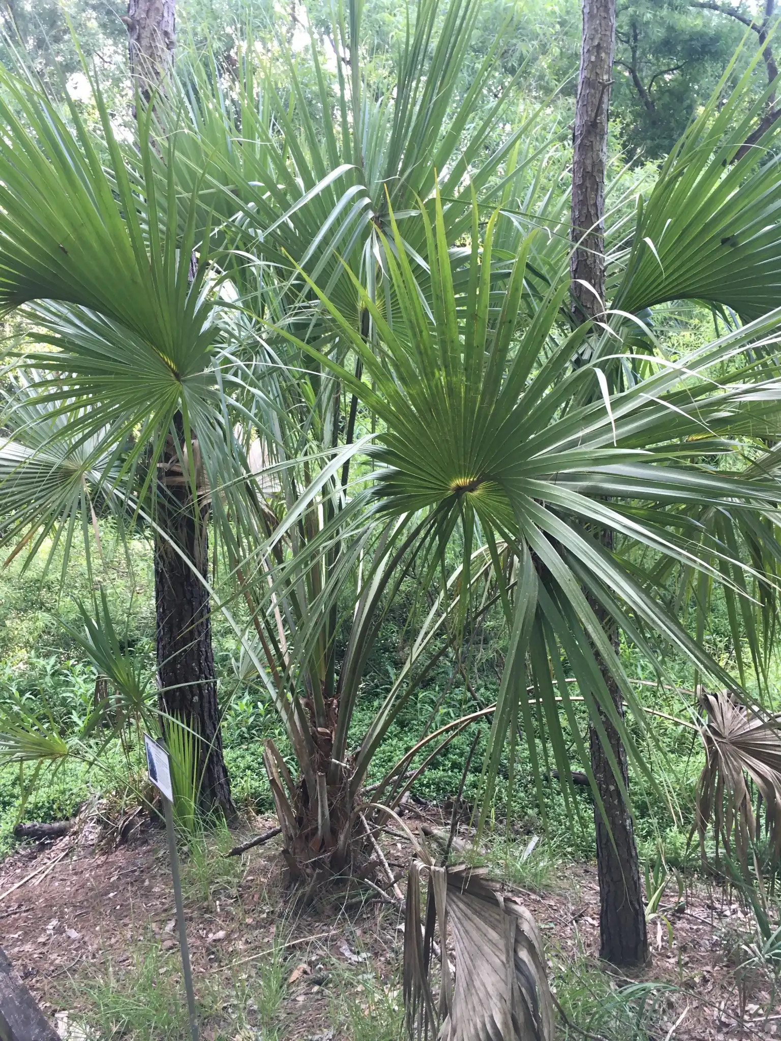 Cabbage Palm