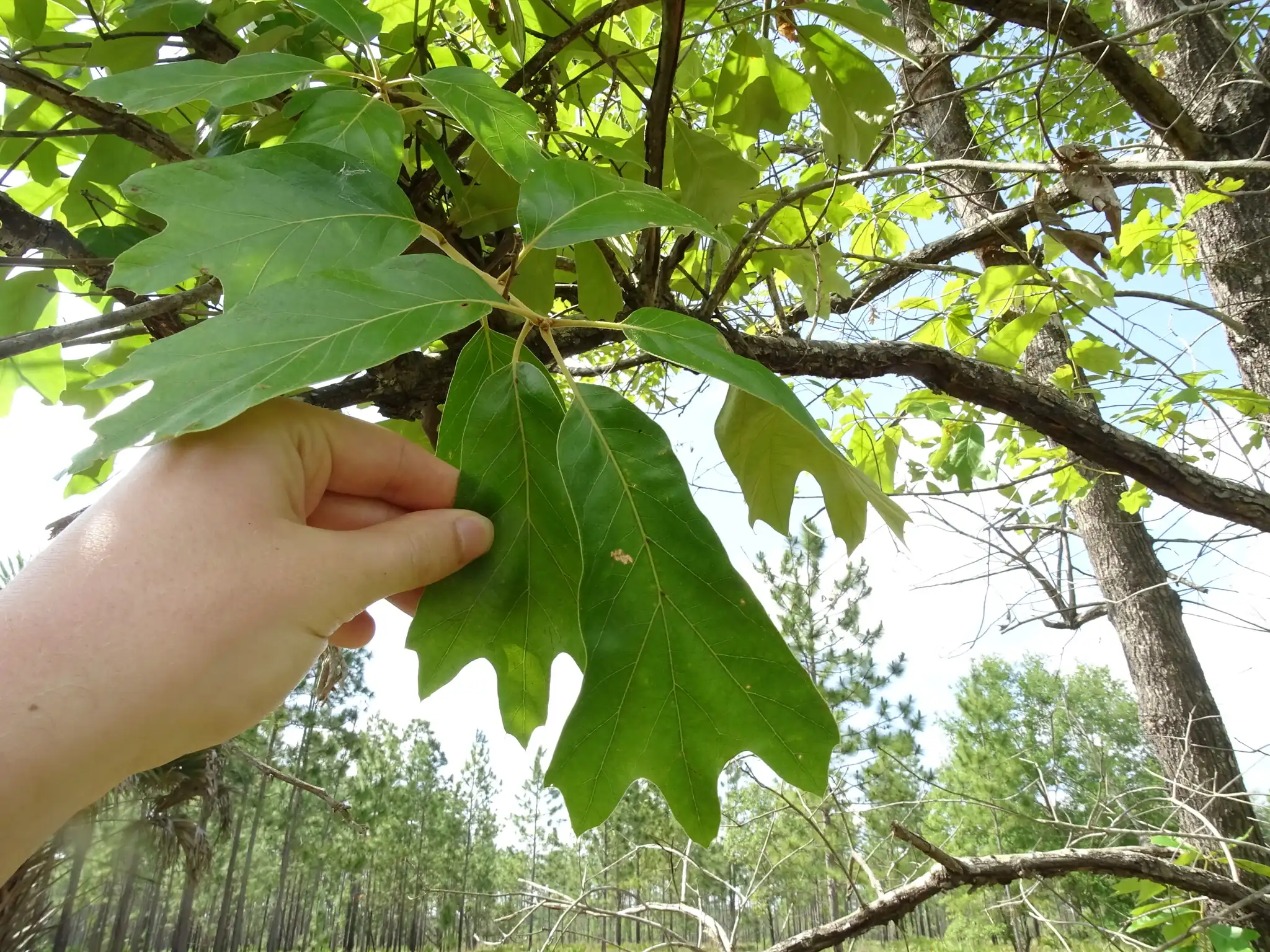 Southern Red Oak