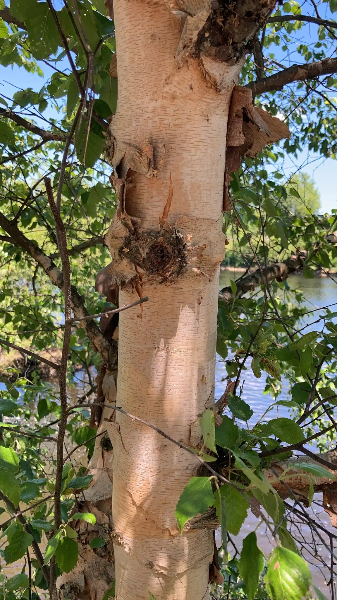 River Birch