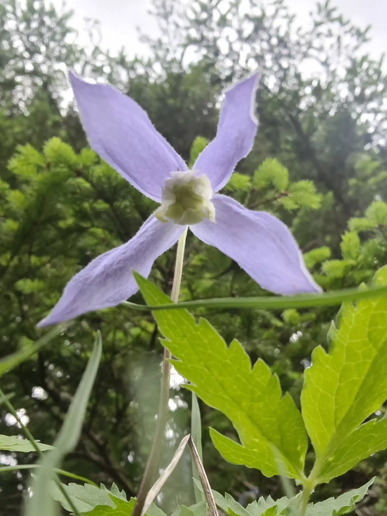 Alpine Clematis