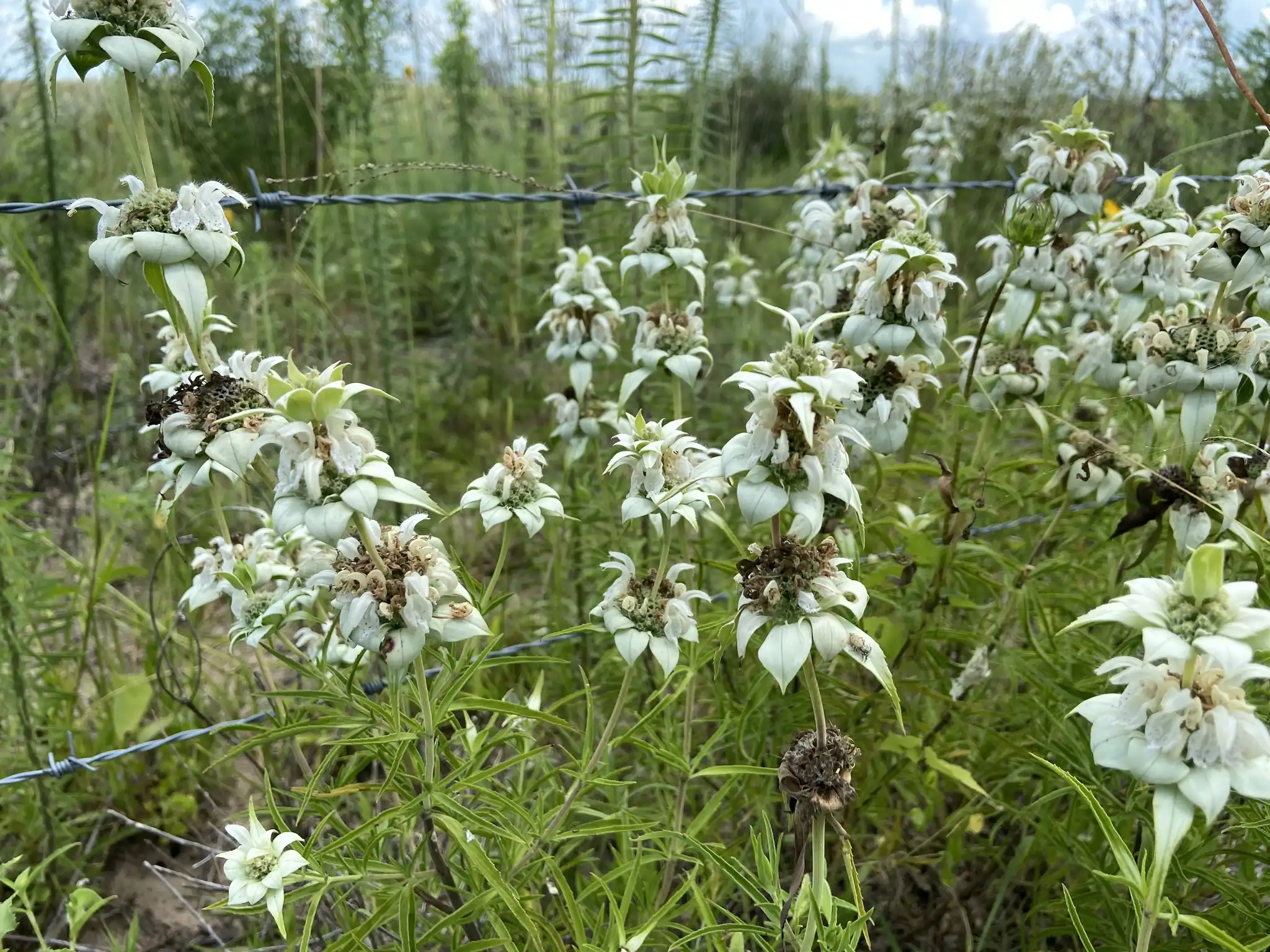 Spotted Beebalm Monarda punctata