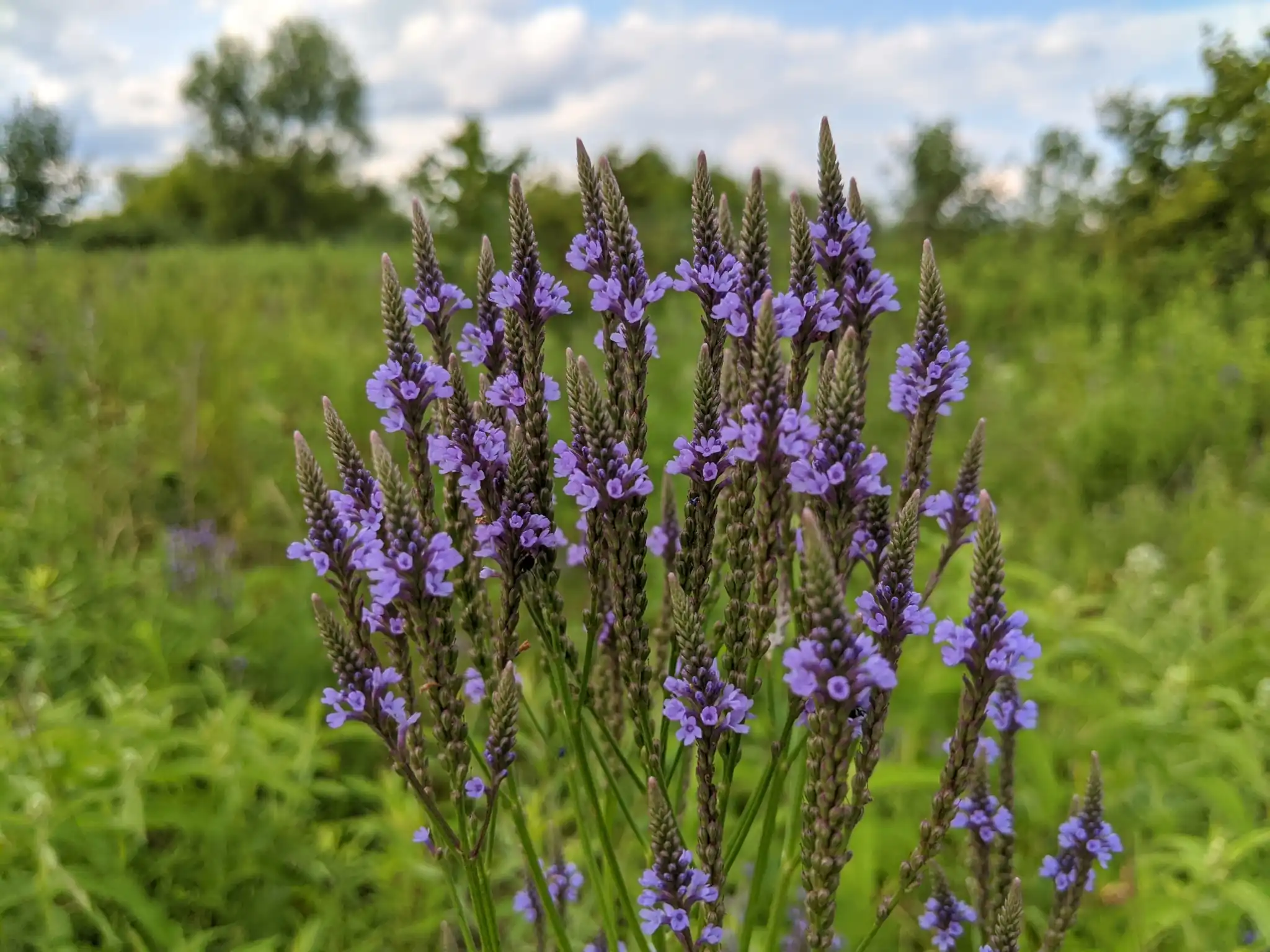 Blue Vervain