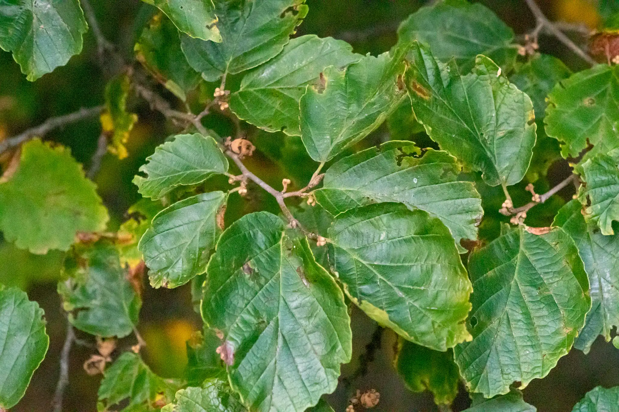 Common Witch Hazel
