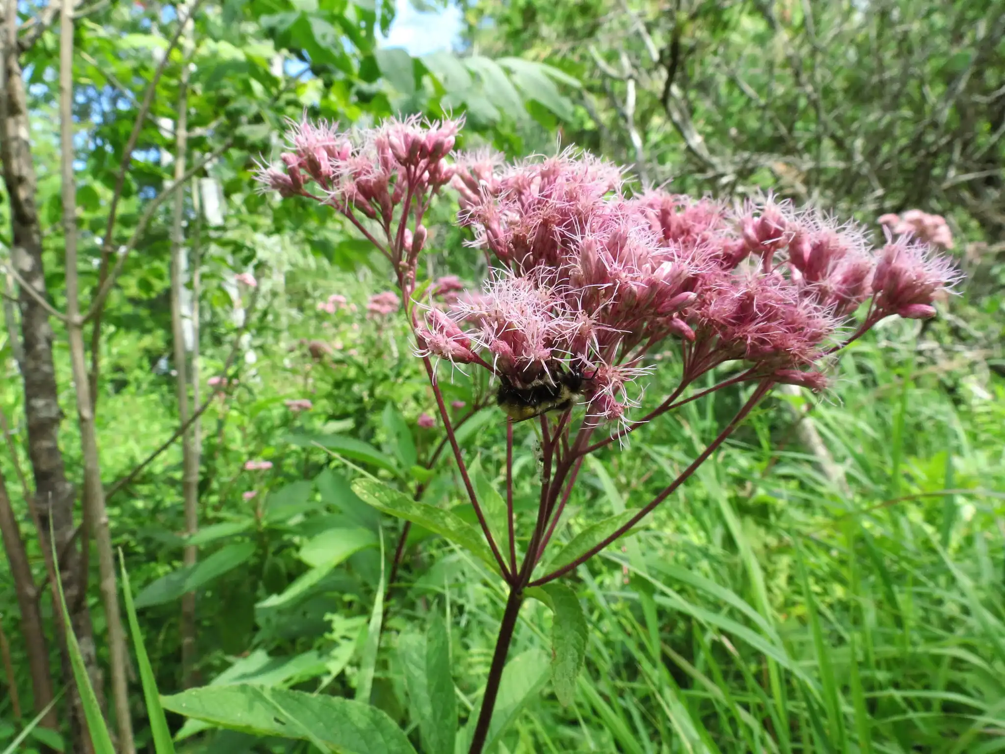 Spotted Joe-Pye Weed